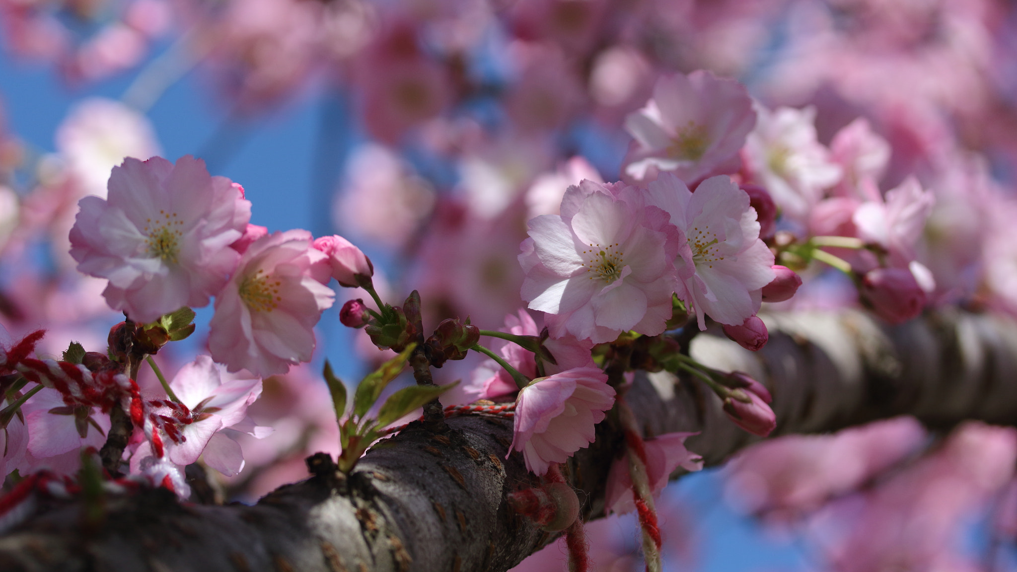 Canon EF-S 60mm F2.8 Macro USM sample photo. In honour of the blossom photography
