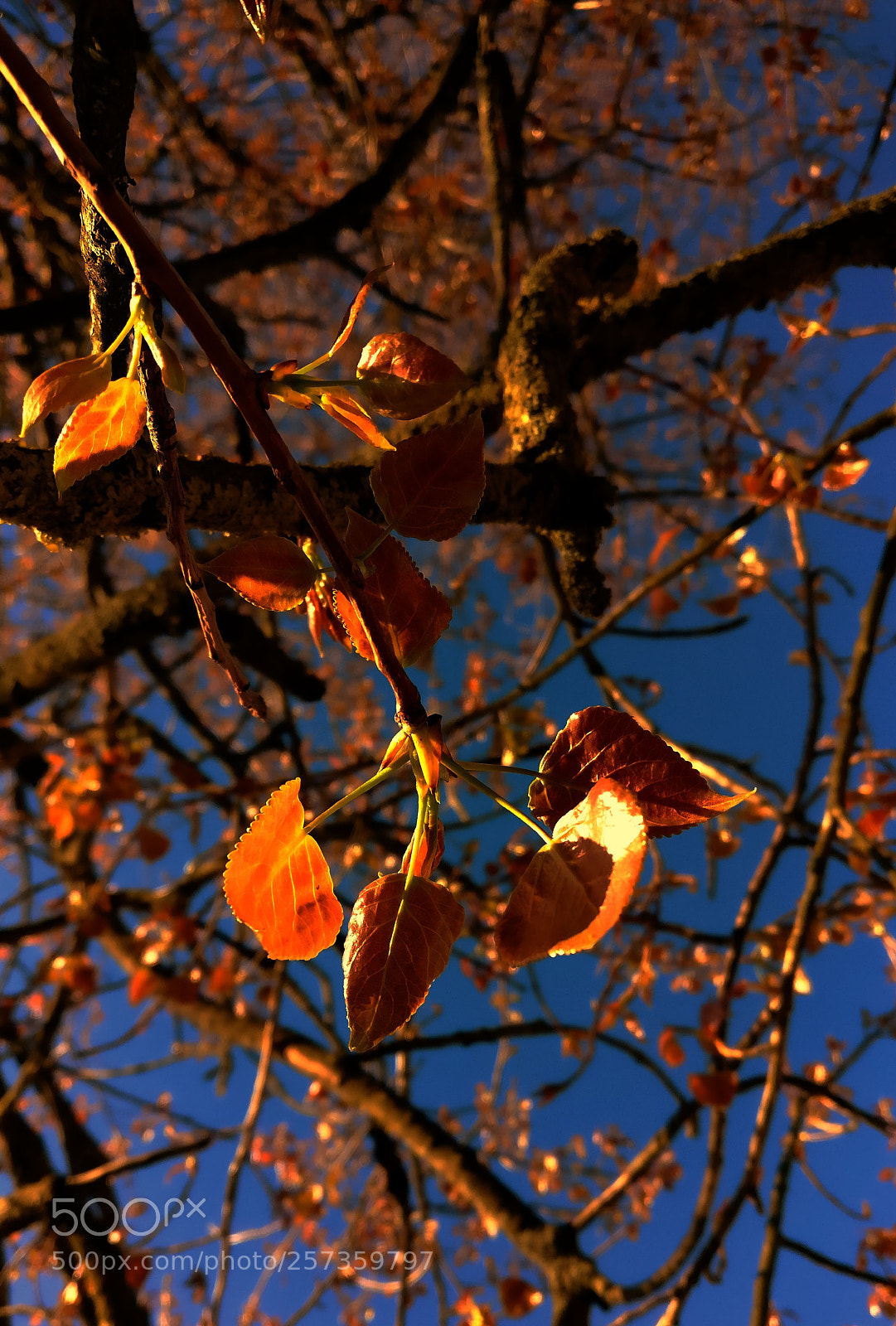 OnePlus A3003 sample photo. Evening glory photography