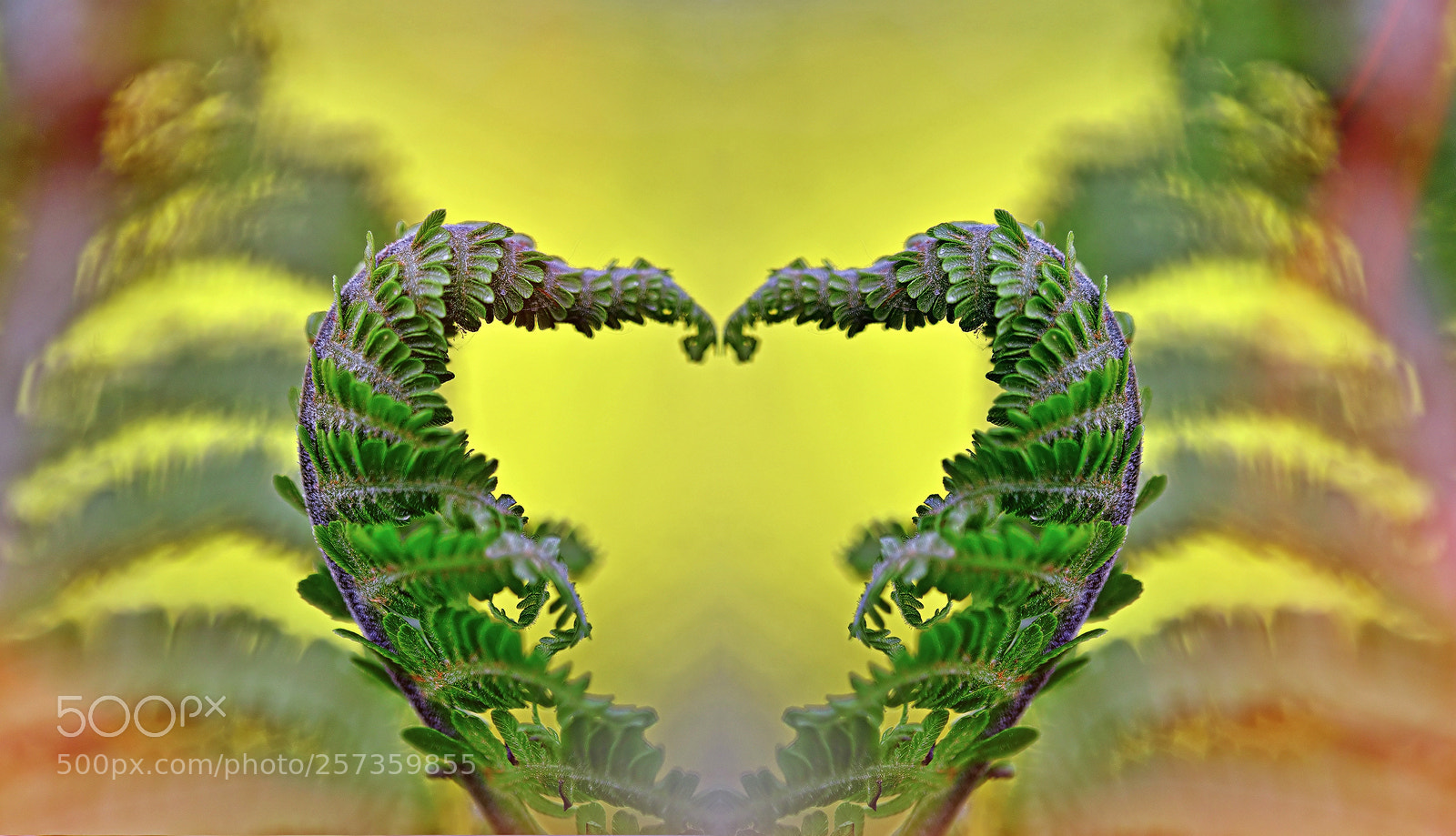 Nikon D800E sample photo. A green heart photography