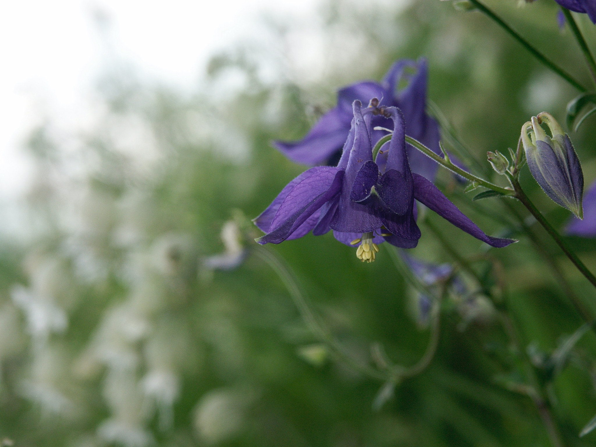 KONICA MINOLTA DiMAGE 7Hi sample photo. Ancolie photography