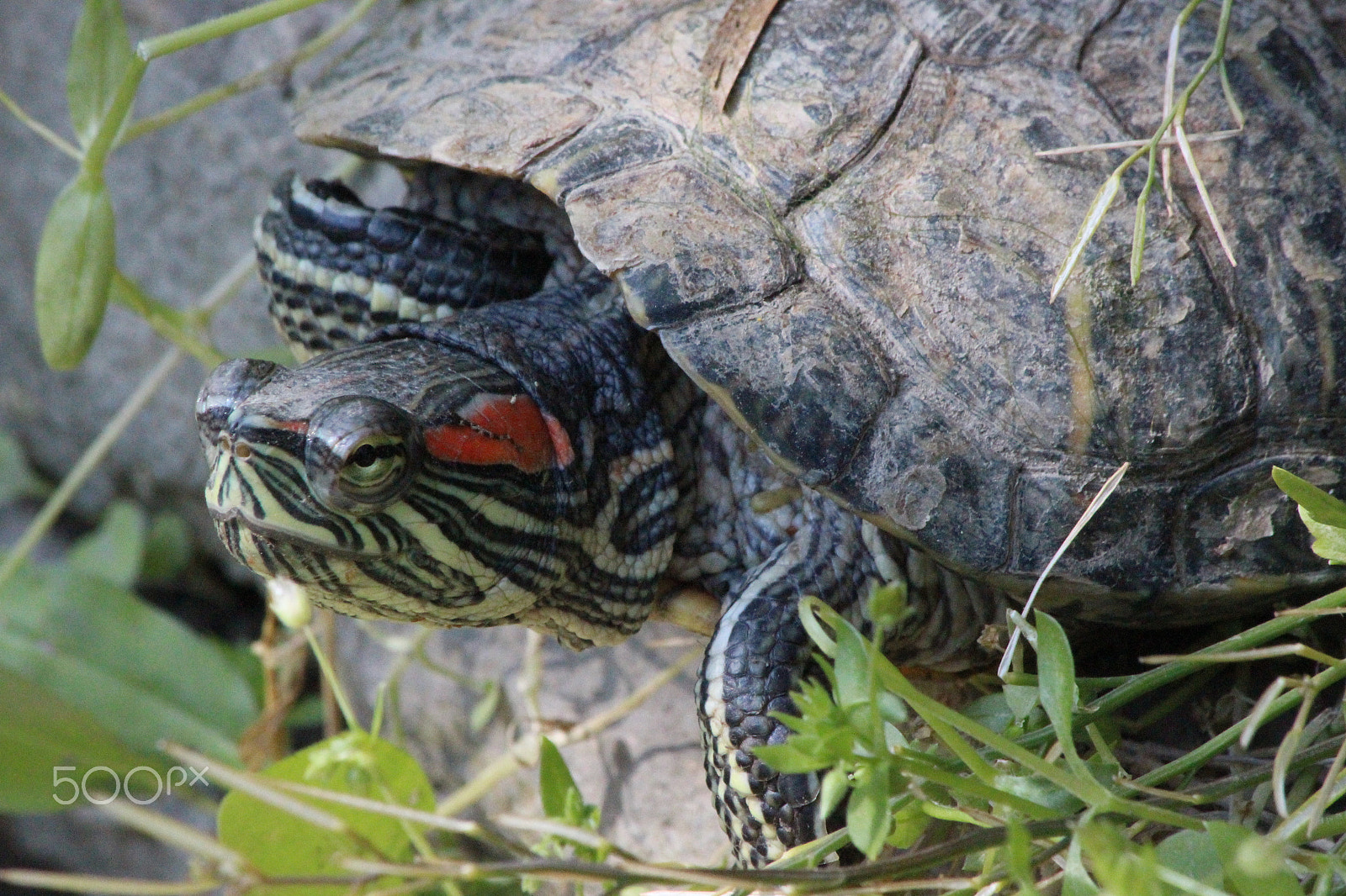 Canon EF 70-300mm F4-5.6 IS USM sample photo. Tortoise photography