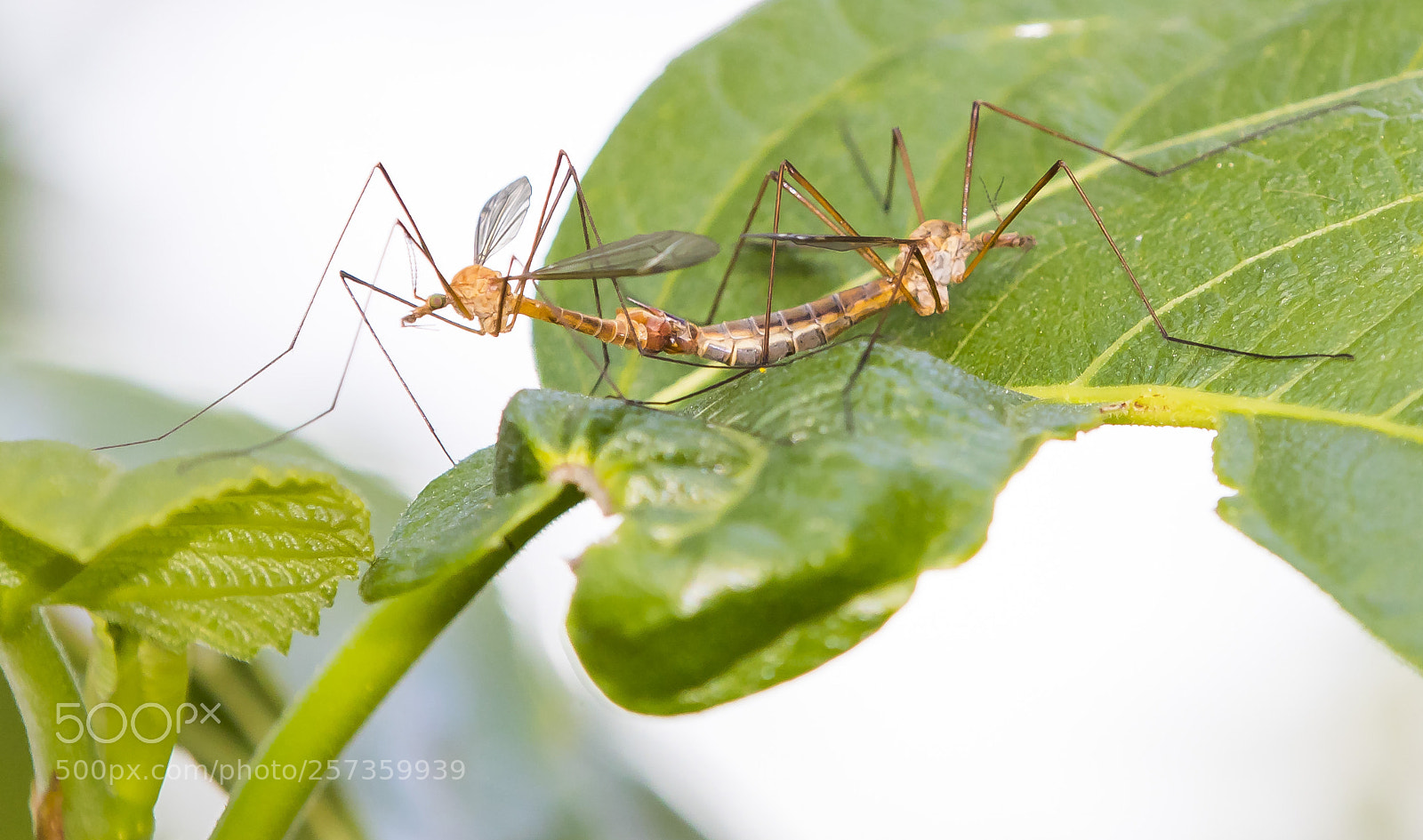Canon EOS 7D Mark II sample photo. Mosquito photography