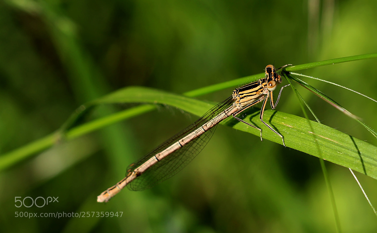 Canon EOS 1200D (EOS Rebel T5 / EOS Kiss X70 / EOS Hi) sample photo. Dragonfly .... photography