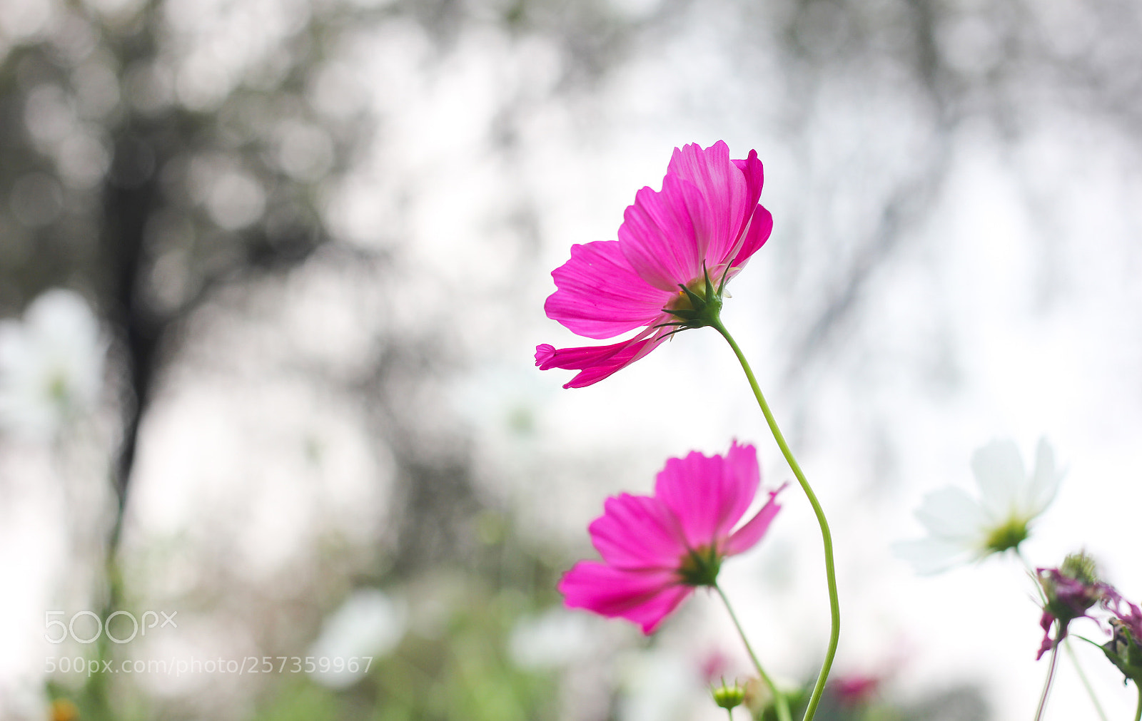 Canon EOS 550D (EOS Rebel T2i / EOS Kiss X4) sample photo. Flower photography