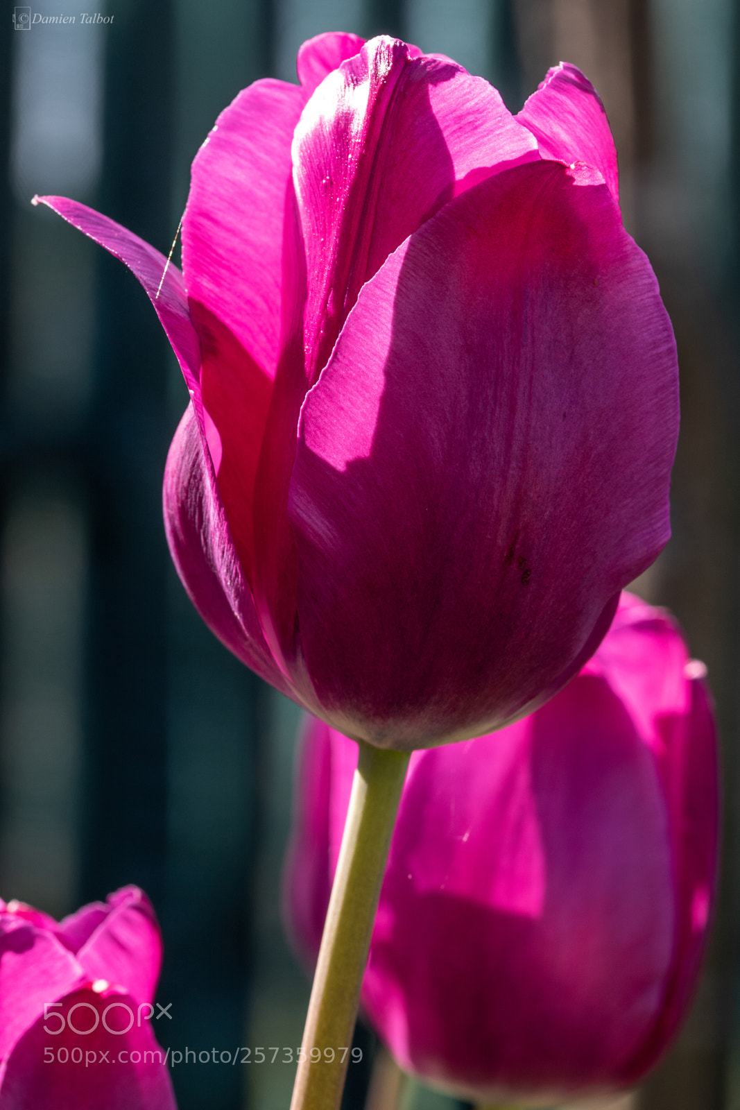 Canon EOS 7D Mark II sample photo. Tulips in the sun photography