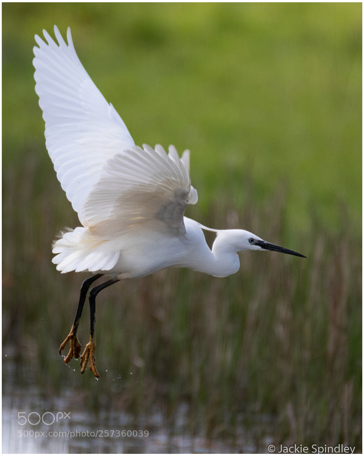 Canon EOS 7D Mark II sample photo. A little egret photography