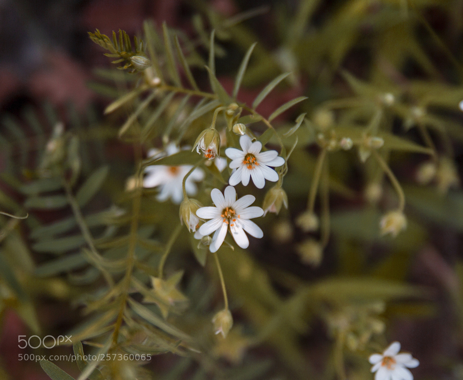 Canon EOS 60D sample photo. Flowers photography