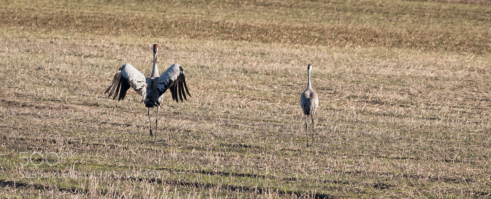Nikon D750 sample photo. Crane dance photography