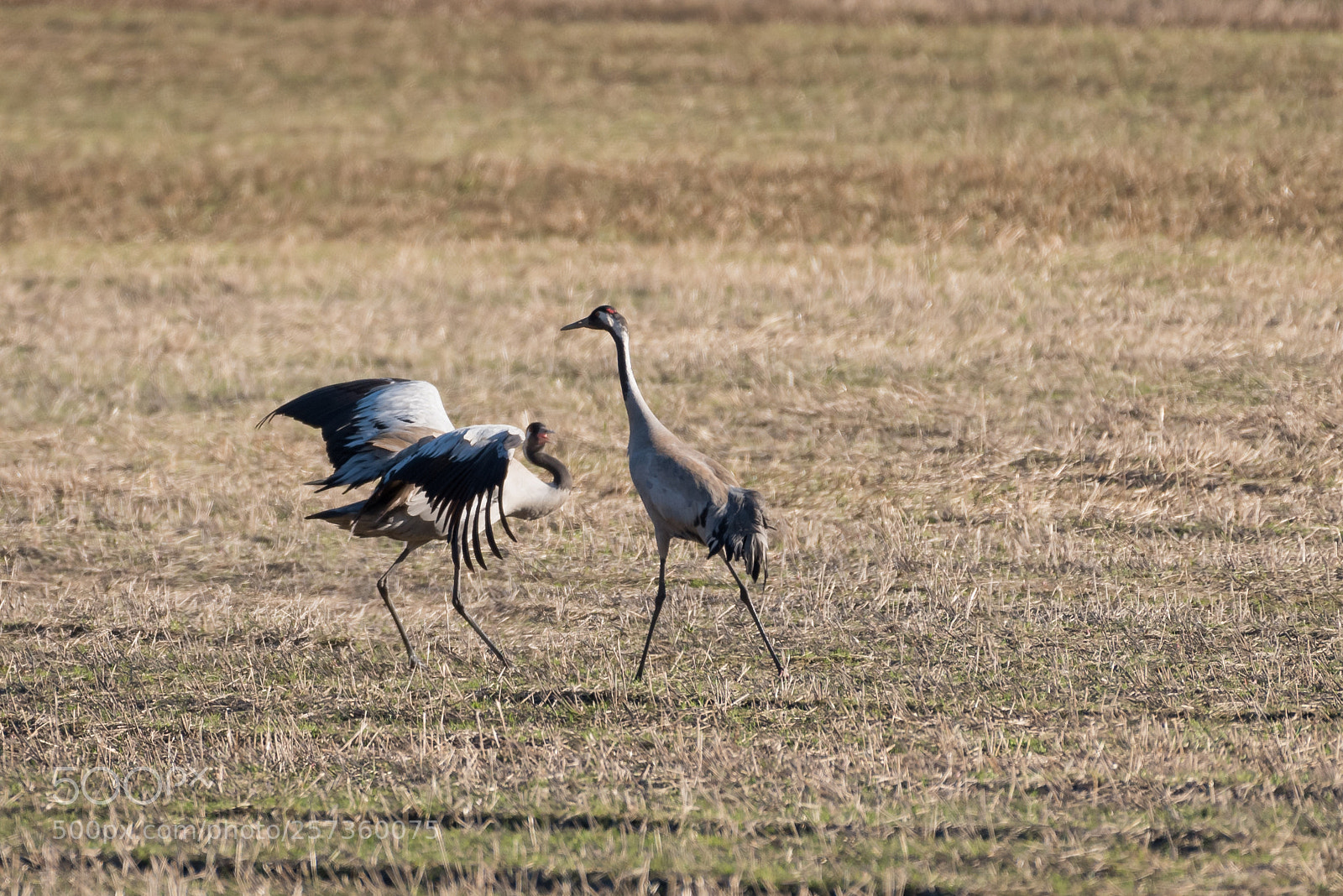 Nikon D750 sample photo. Crane dance photography