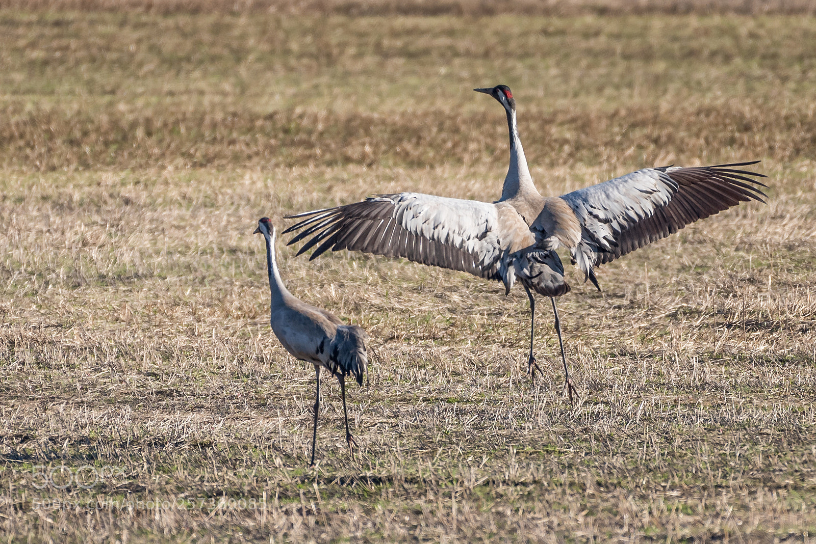 Nikon D750 sample photo. Crane dance photography