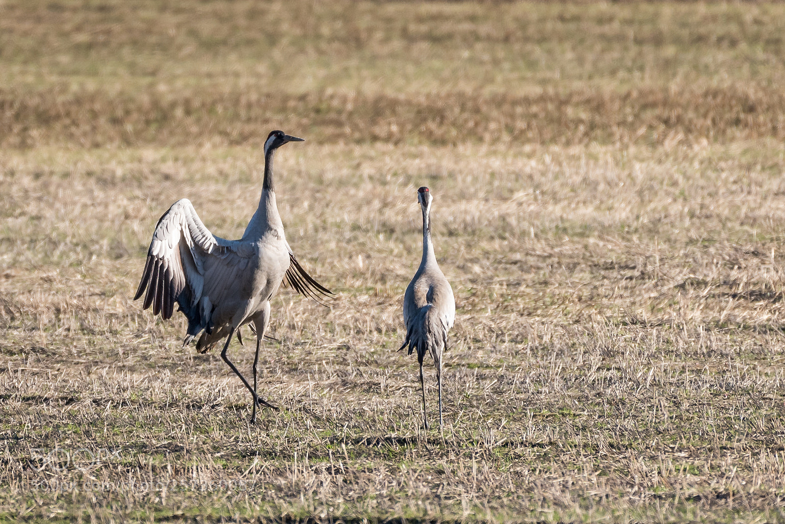 Nikon D750 sample photo. Crane dance photography