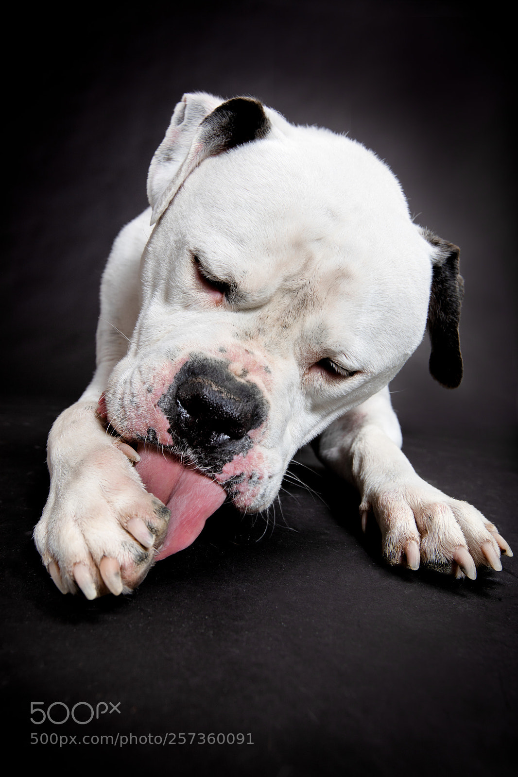 Canon EOS 5D Mark IV sample photo. Shelter dog - american photography