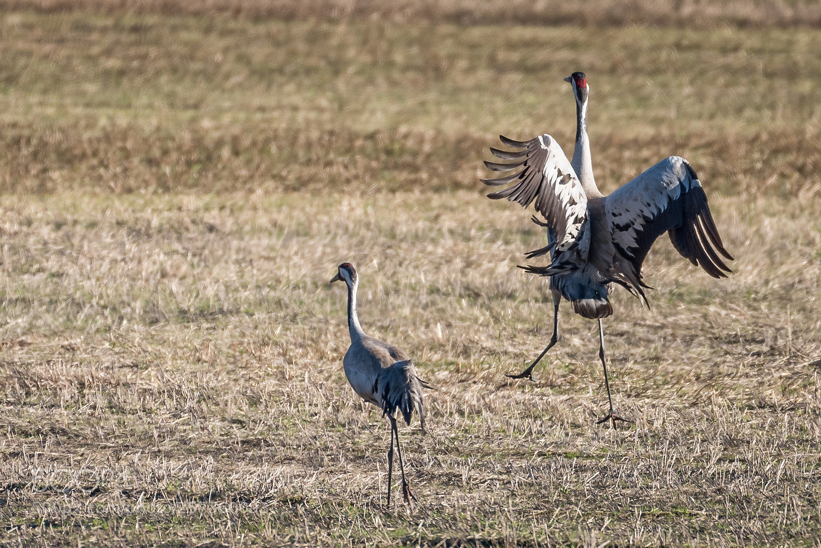 Nikon D750 sample photo. Crane dance photography
