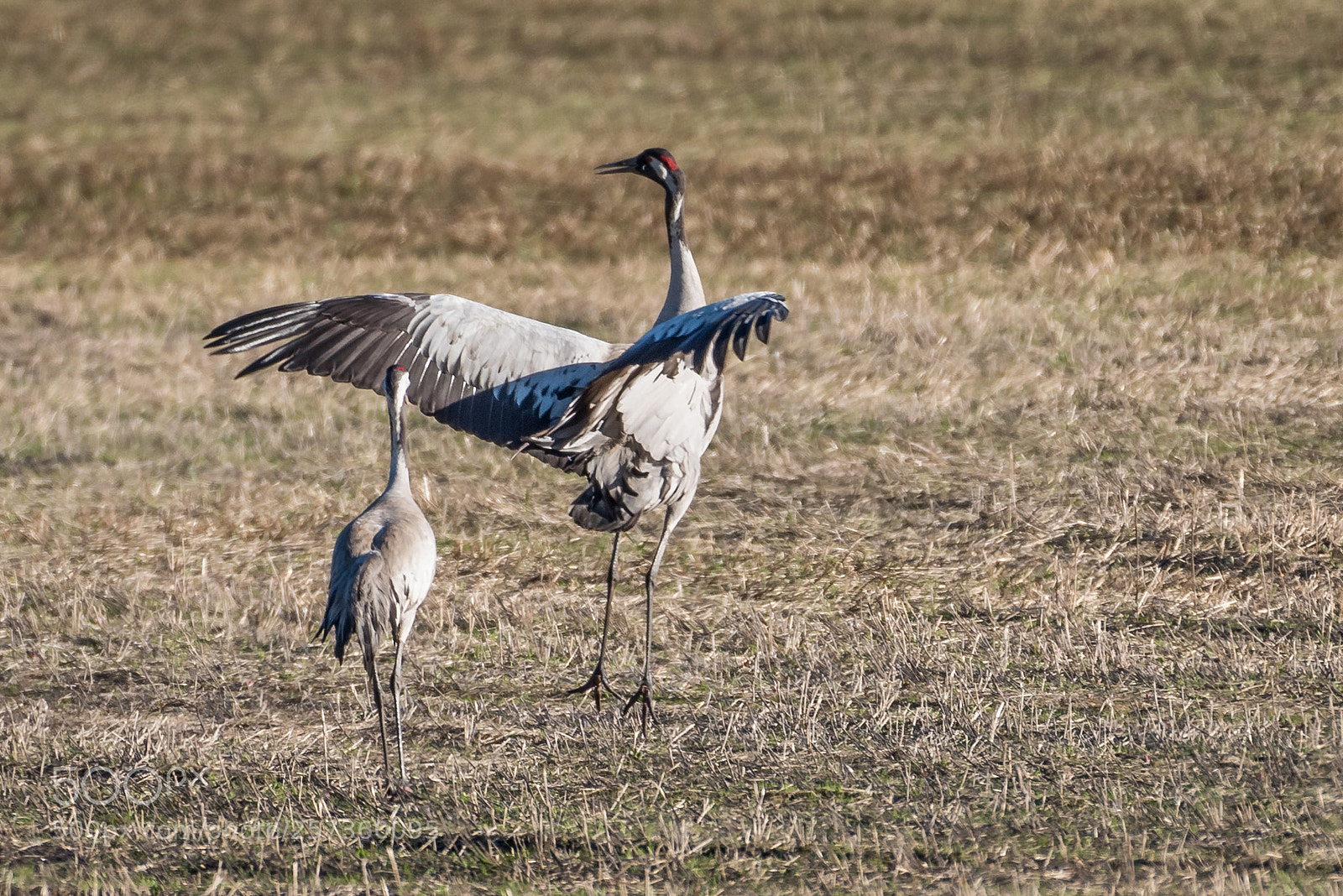 Nikon D750 sample photo. Crane dance photography
