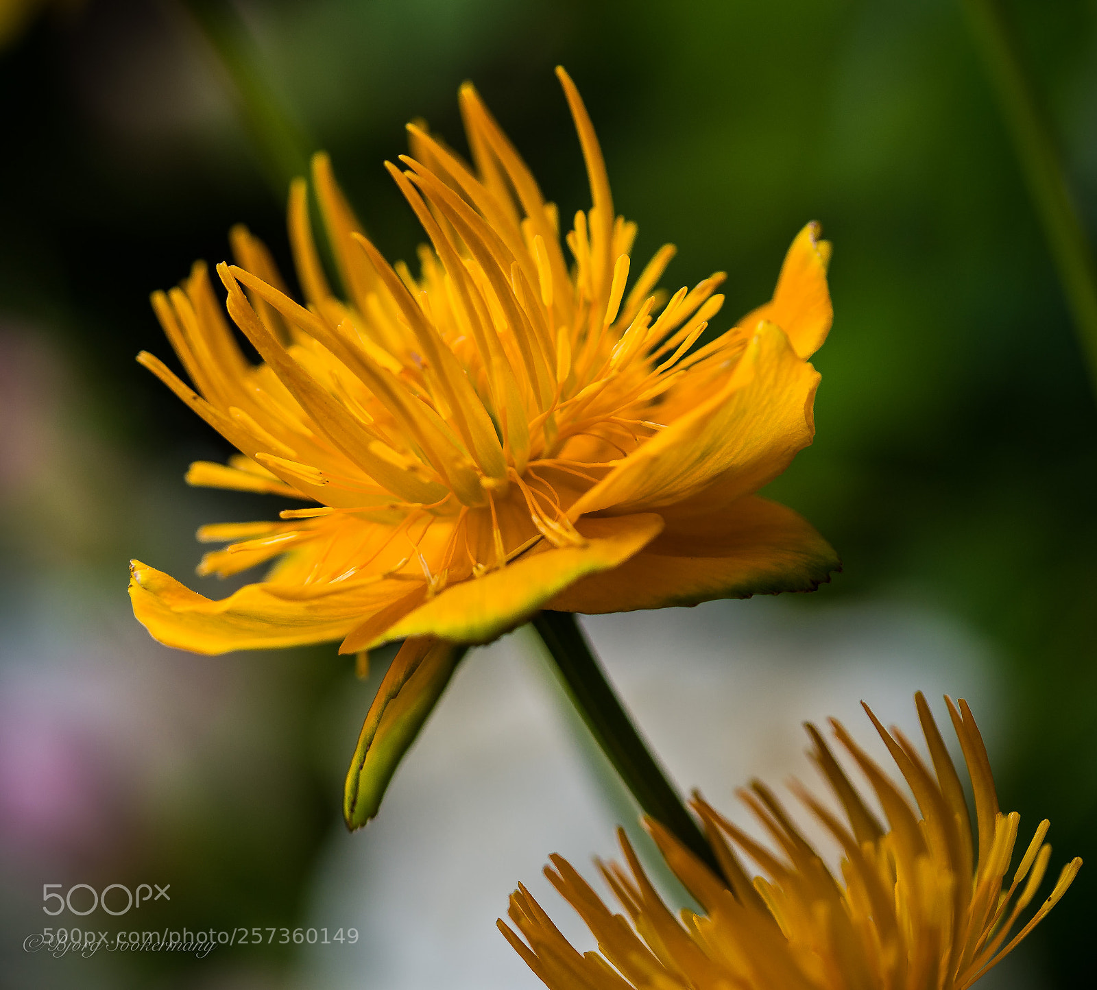 Nikon D600 sample photo. Trollius chinensis photography