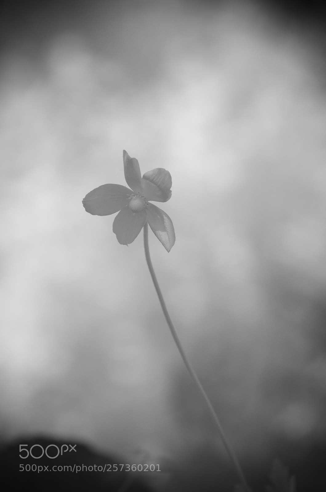 Nikon D7000 sample photo. B&w 10.5.2018 photography