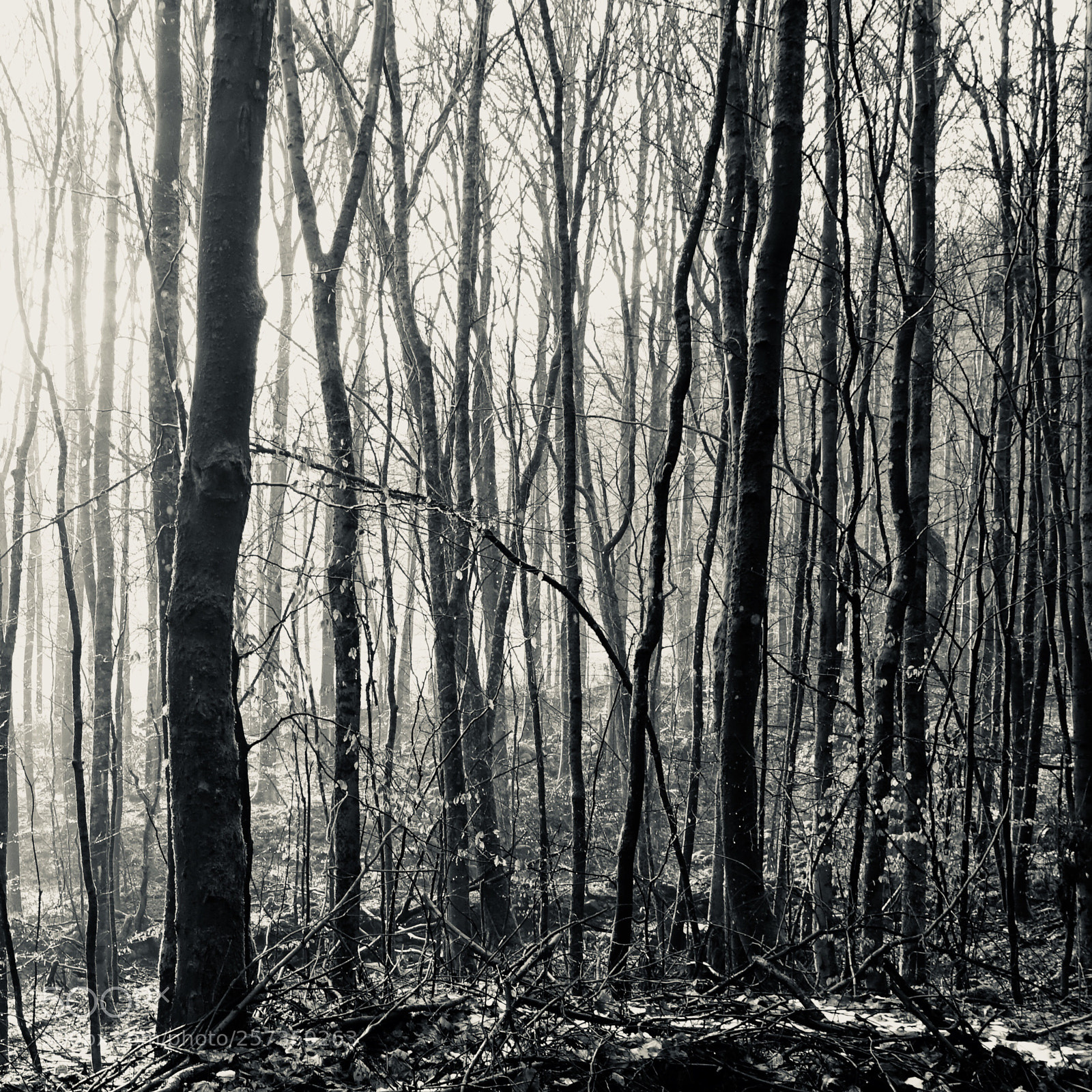 Sony Cyber-shot DSC-RX100 III sample photo. Forest in the morning photography
