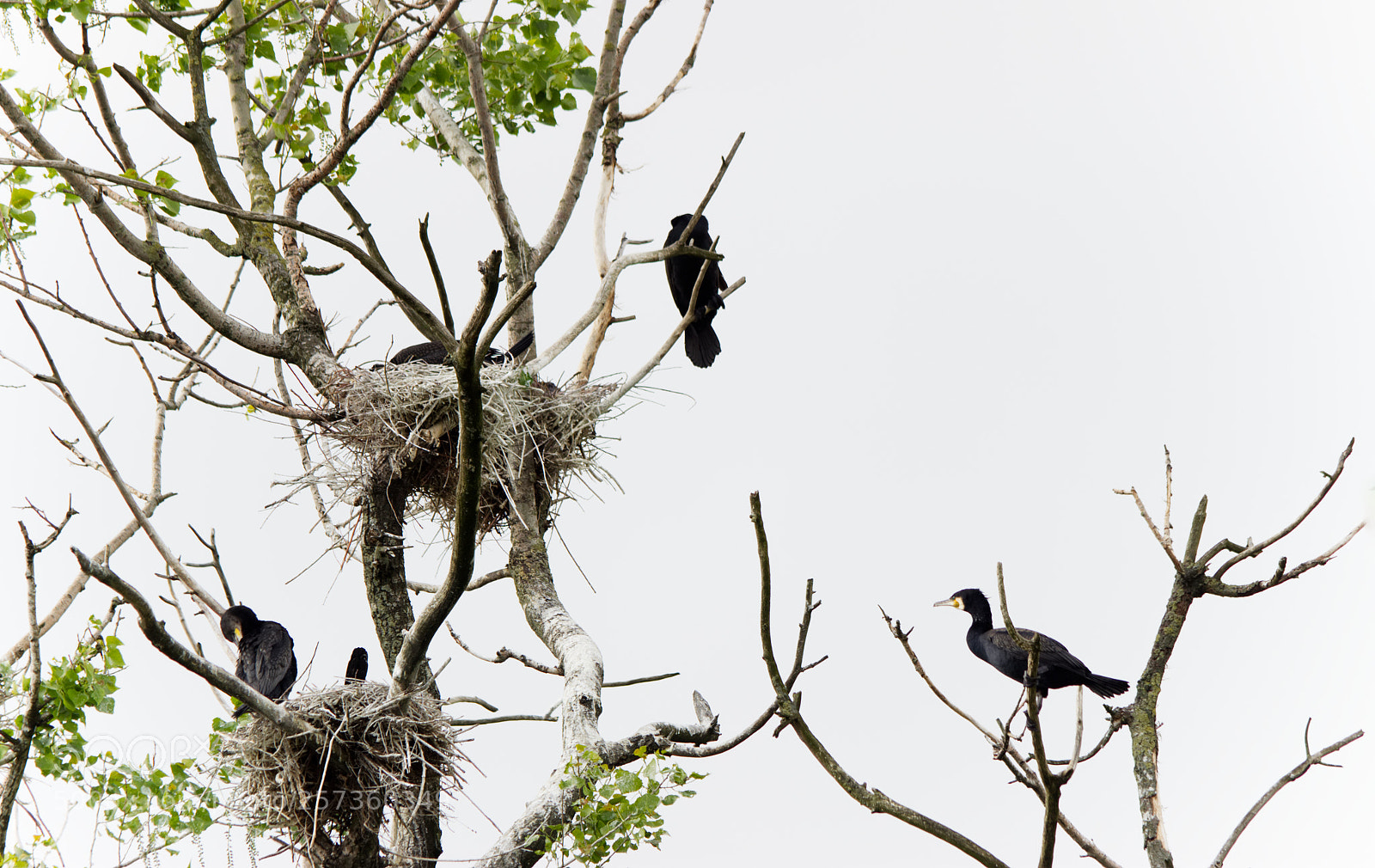 Canon EOS 600D (Rebel EOS T3i / EOS Kiss X5) sample photo. Birdwatching bourgoyen photography