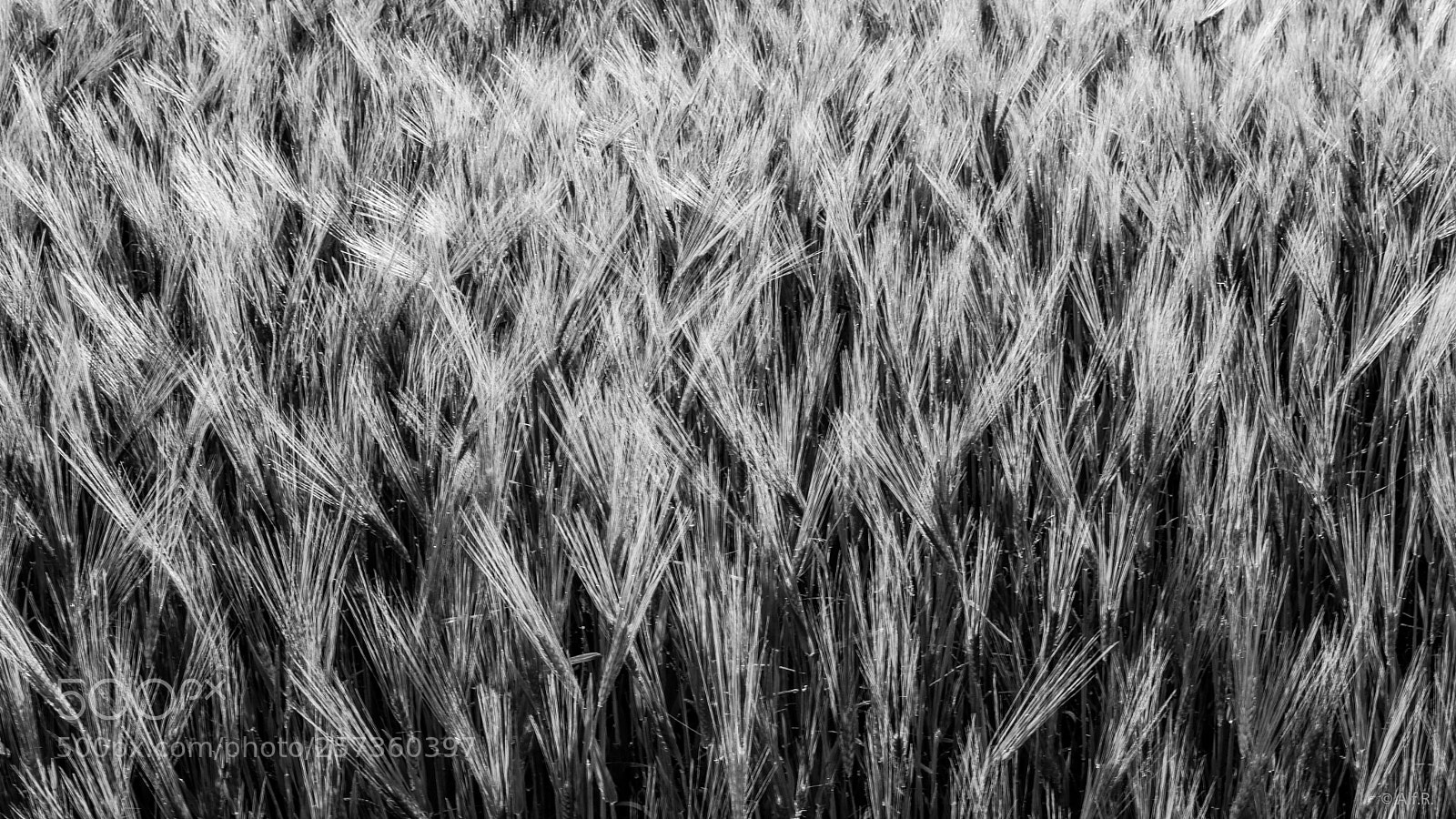 Sony a6500 sample photo. Cornfield bw photography