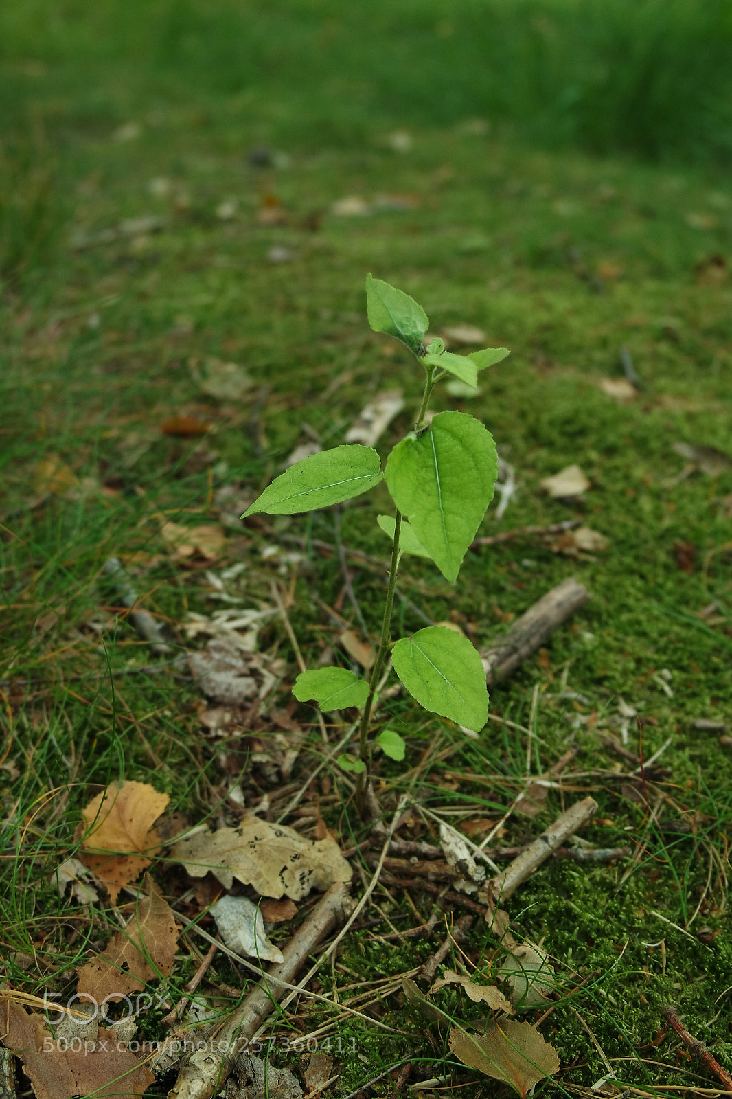 Samsung NX3000 sample photo. Untitled photography