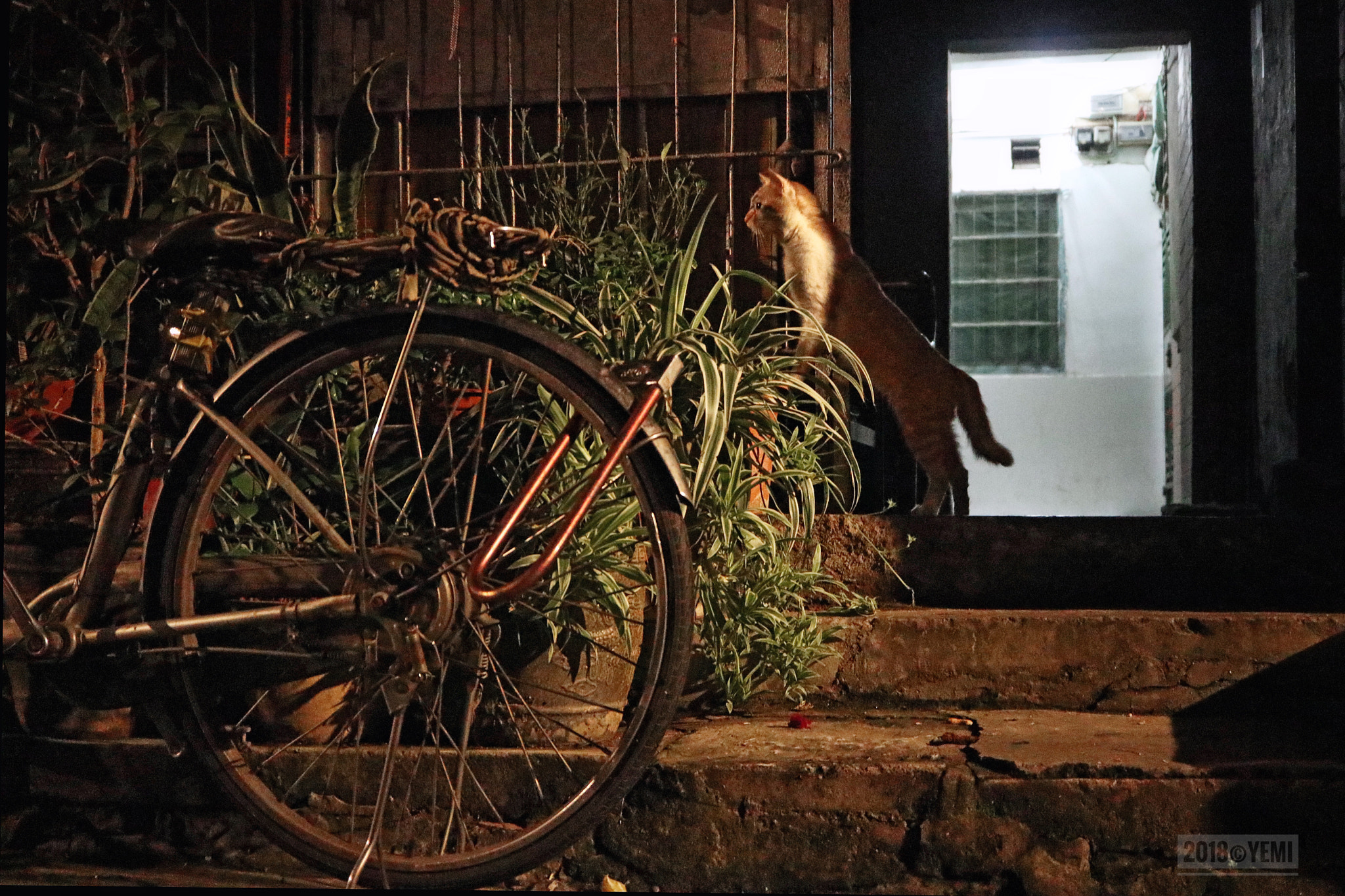 Canon EOS M6 sample photo. The night street cat photography