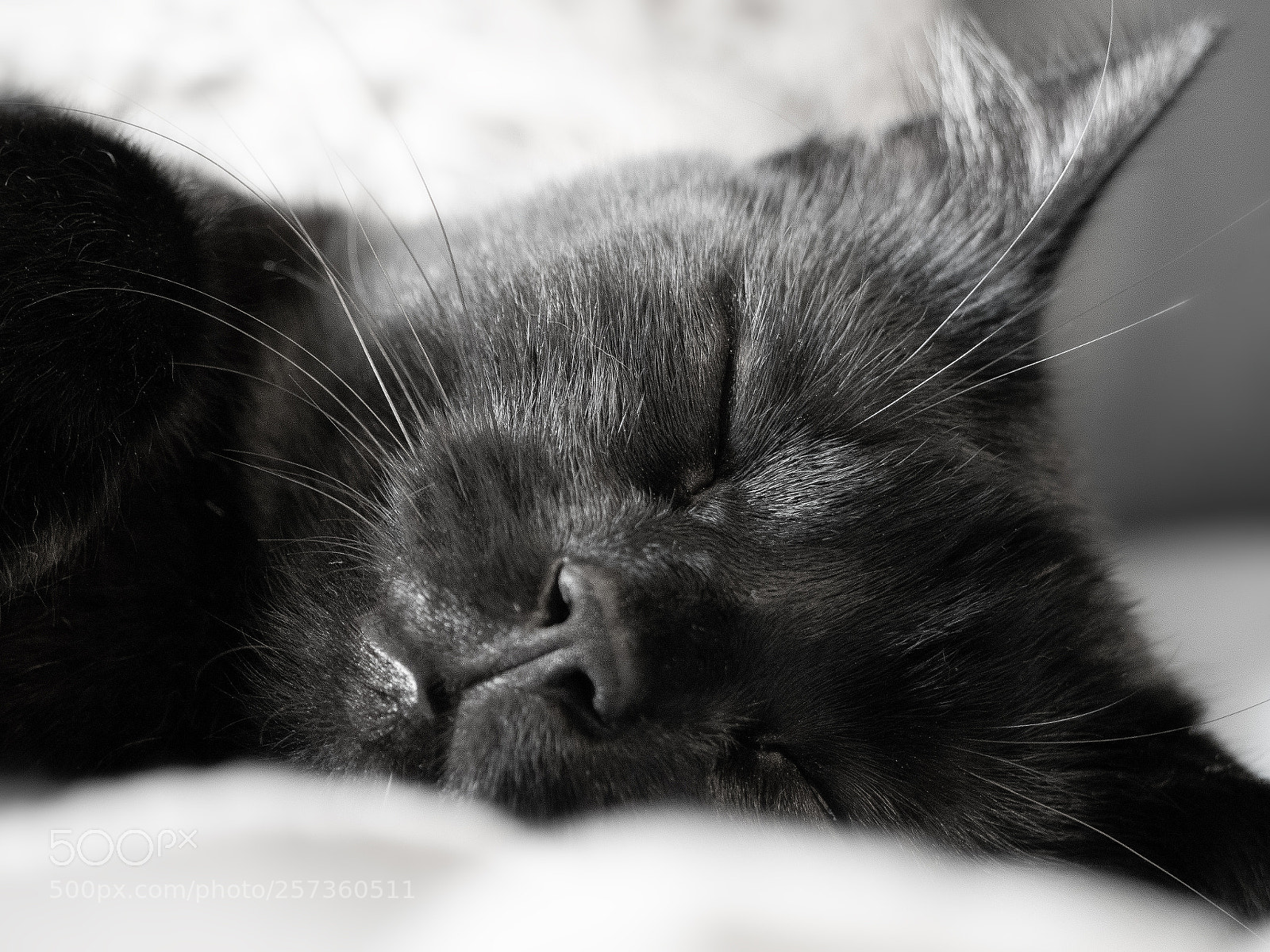 Olympus OM-D E-M1 Mark II sample photo. Chill photography