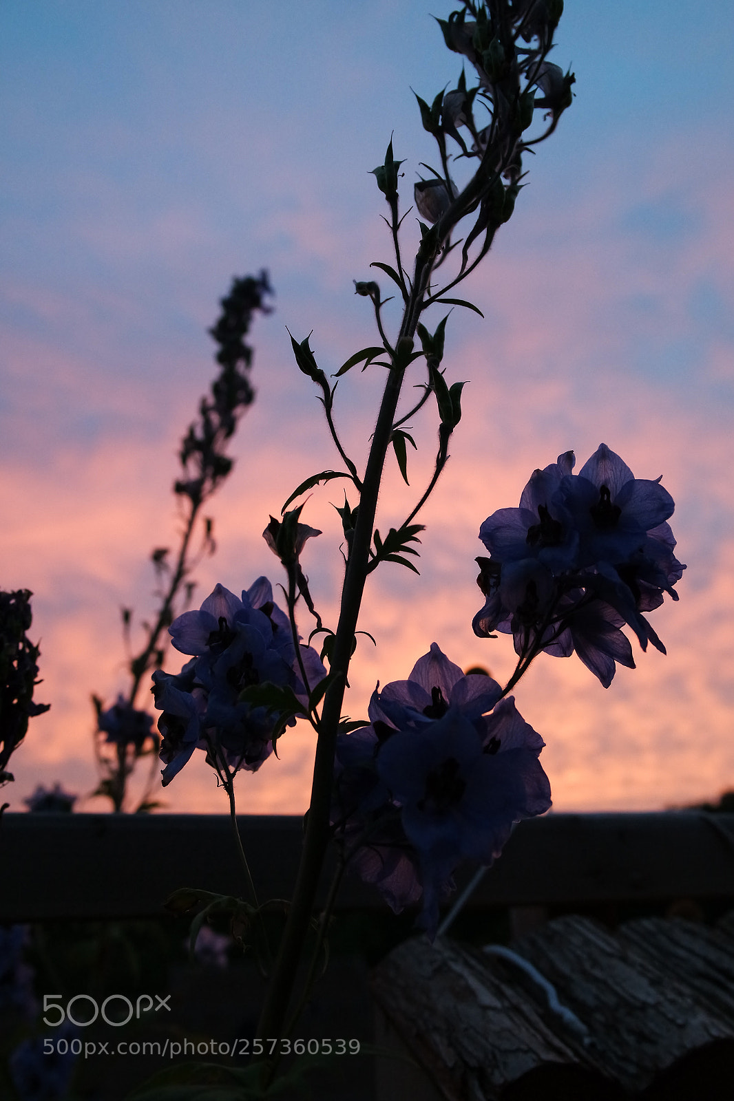Samsung NX3000 sample photo. Untitled photography