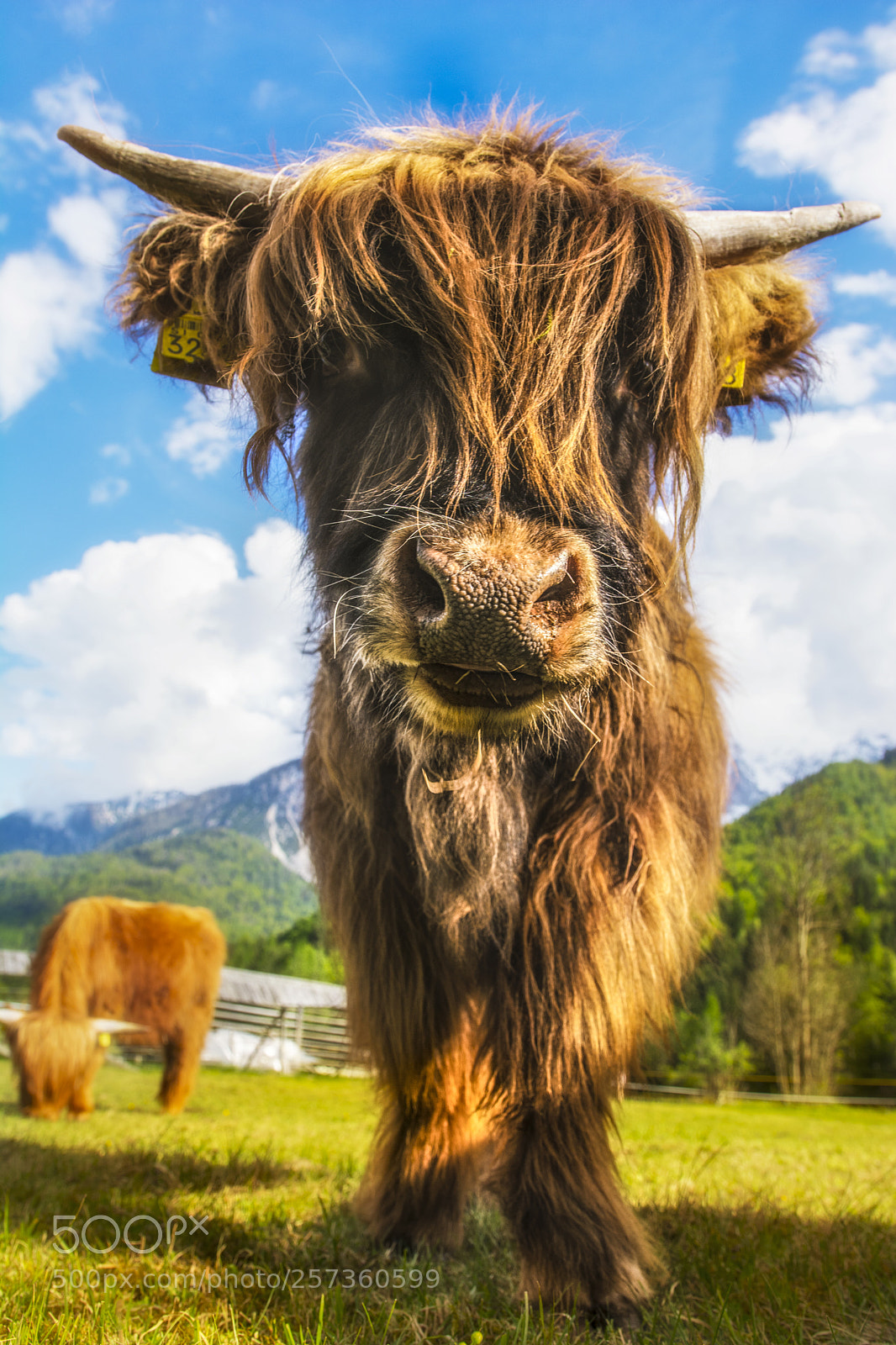 Nikon D7100 sample photo. Highland cattle photography