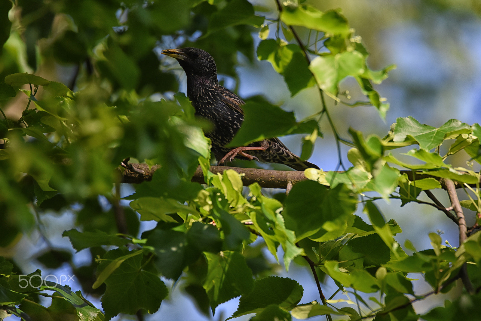 Nikon D7200 + Sigma 150-600mm F5-6.3 DG OS HSM | C sample photo. Špaček 2 photography