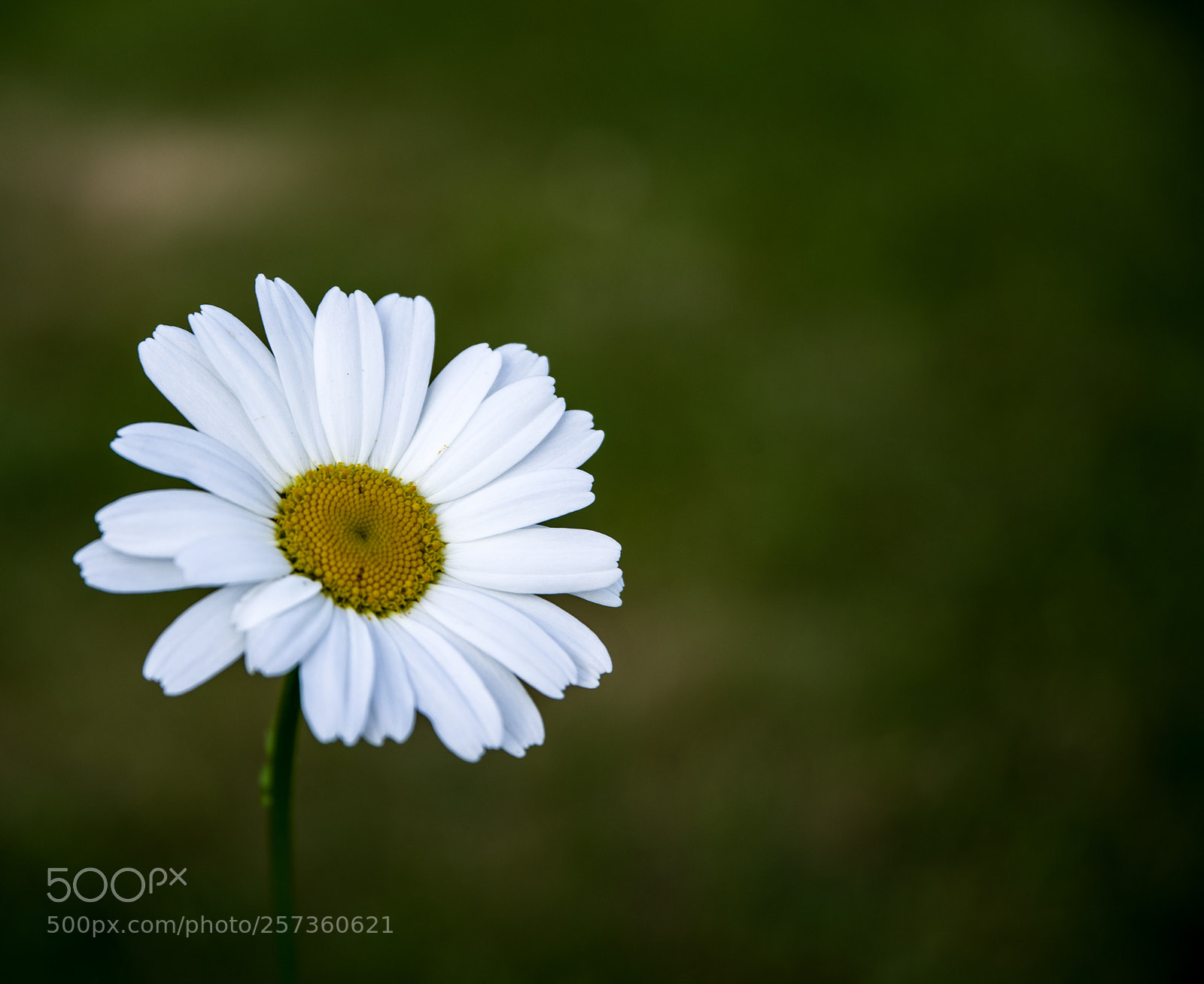 Pentax K-1 sample photo. One beauty photography