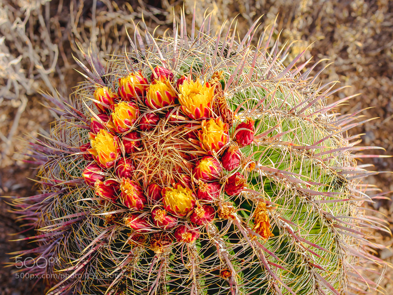 Canon EOS 7D sample photo. Prickly ring of fire! photography