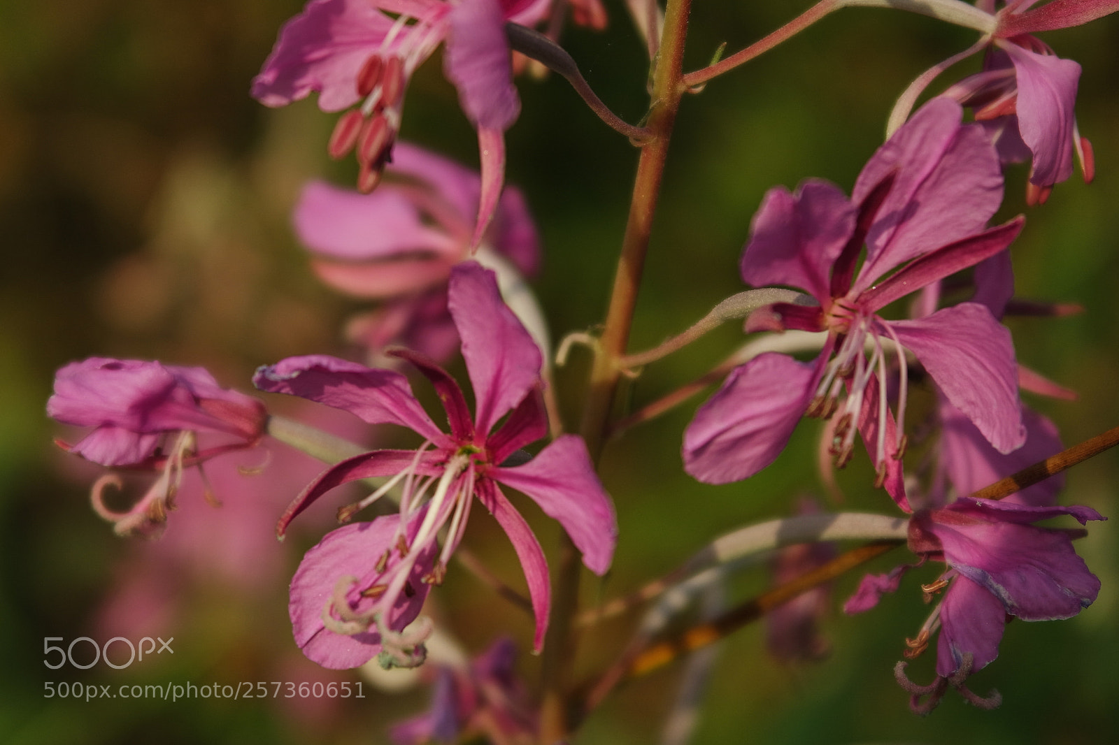 Samsung NX3000 sample photo. Untitled photography