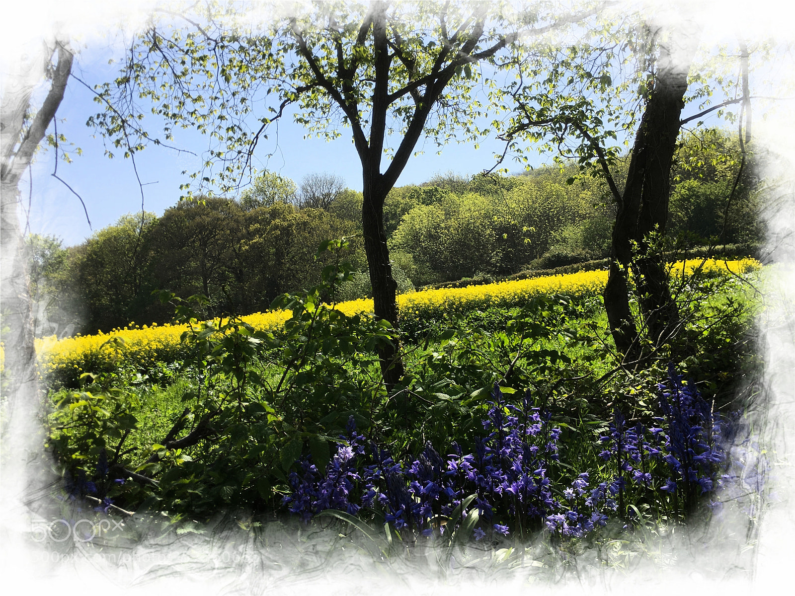 Apple iPhone 6s Plus sample photo. Bluebells photography