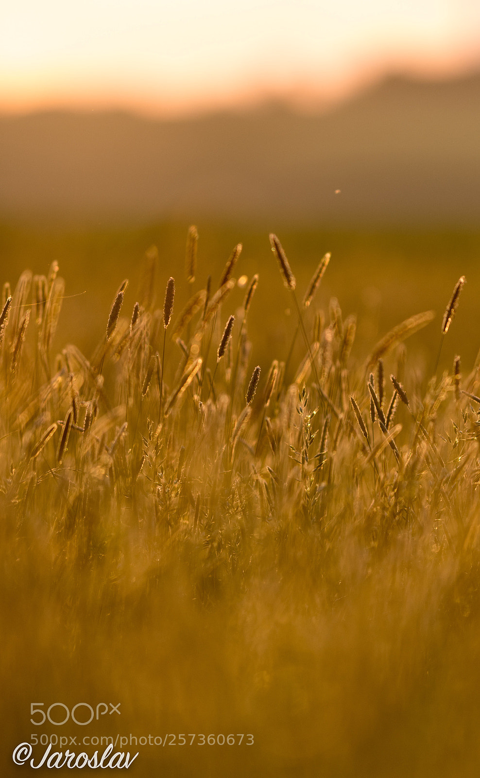 Nikon D500 sample photo. Ambience... photography