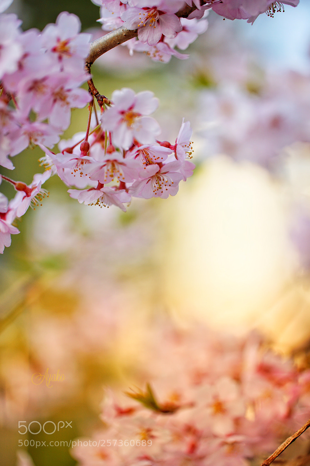 Sony a7 II sample photo. Sakura blossom 3 photography