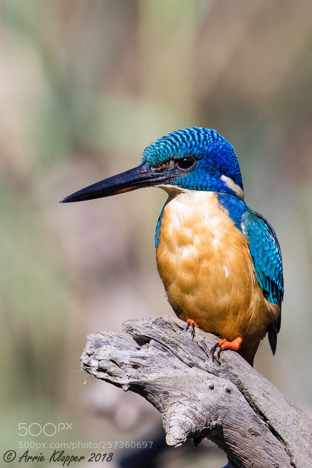 Canon EOS 7D Mark II sample photo. Half-collared kingfisher photography