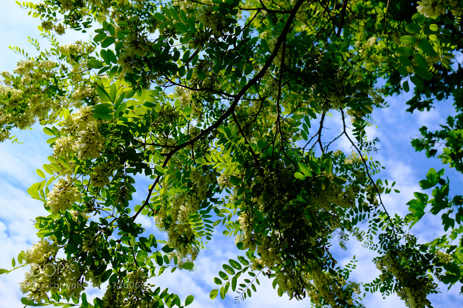 Fujifilm X-T20 sample photo. Heavens crown photography