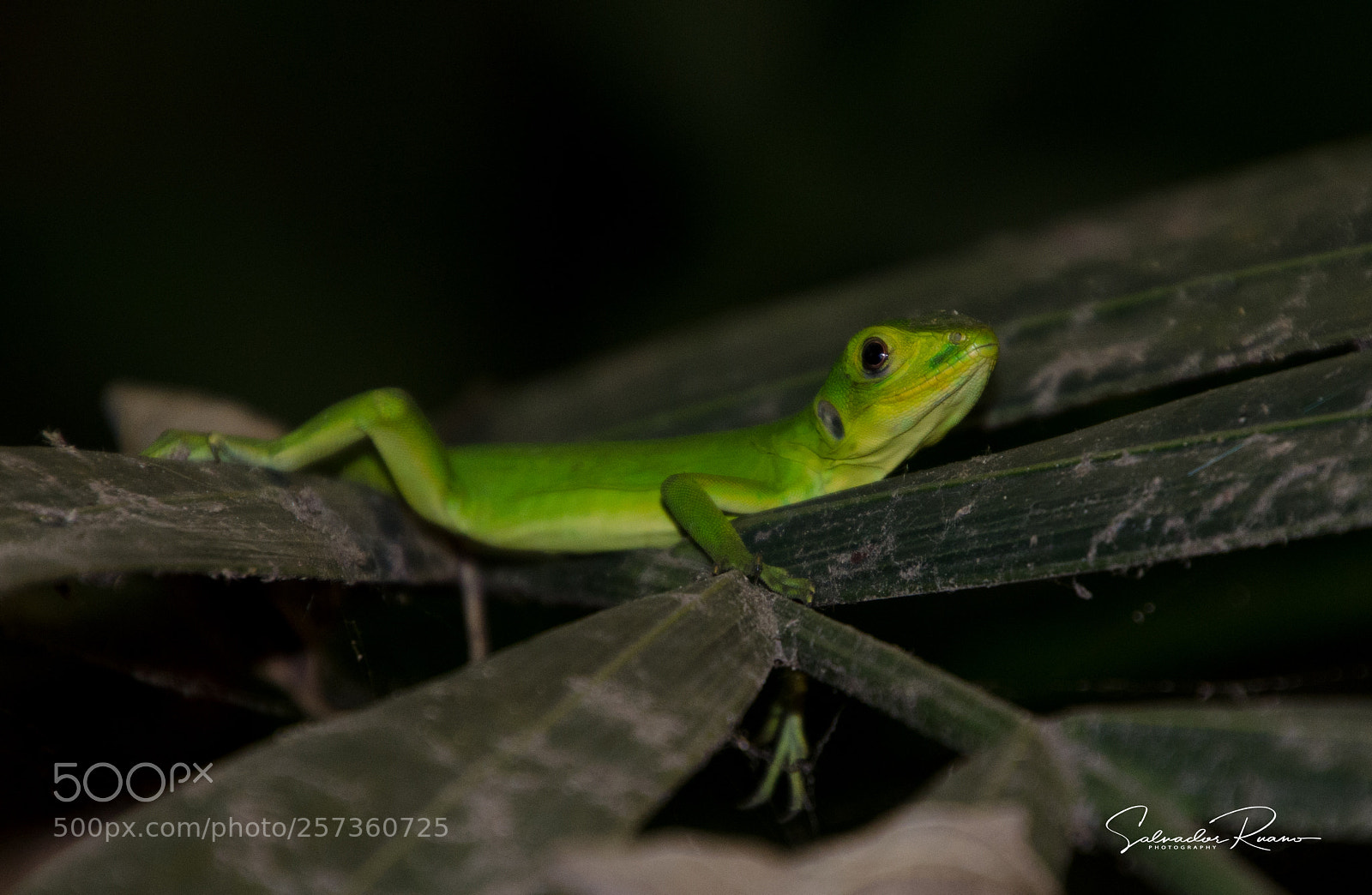 Nikon D7000 sample photo. Green reptile photography