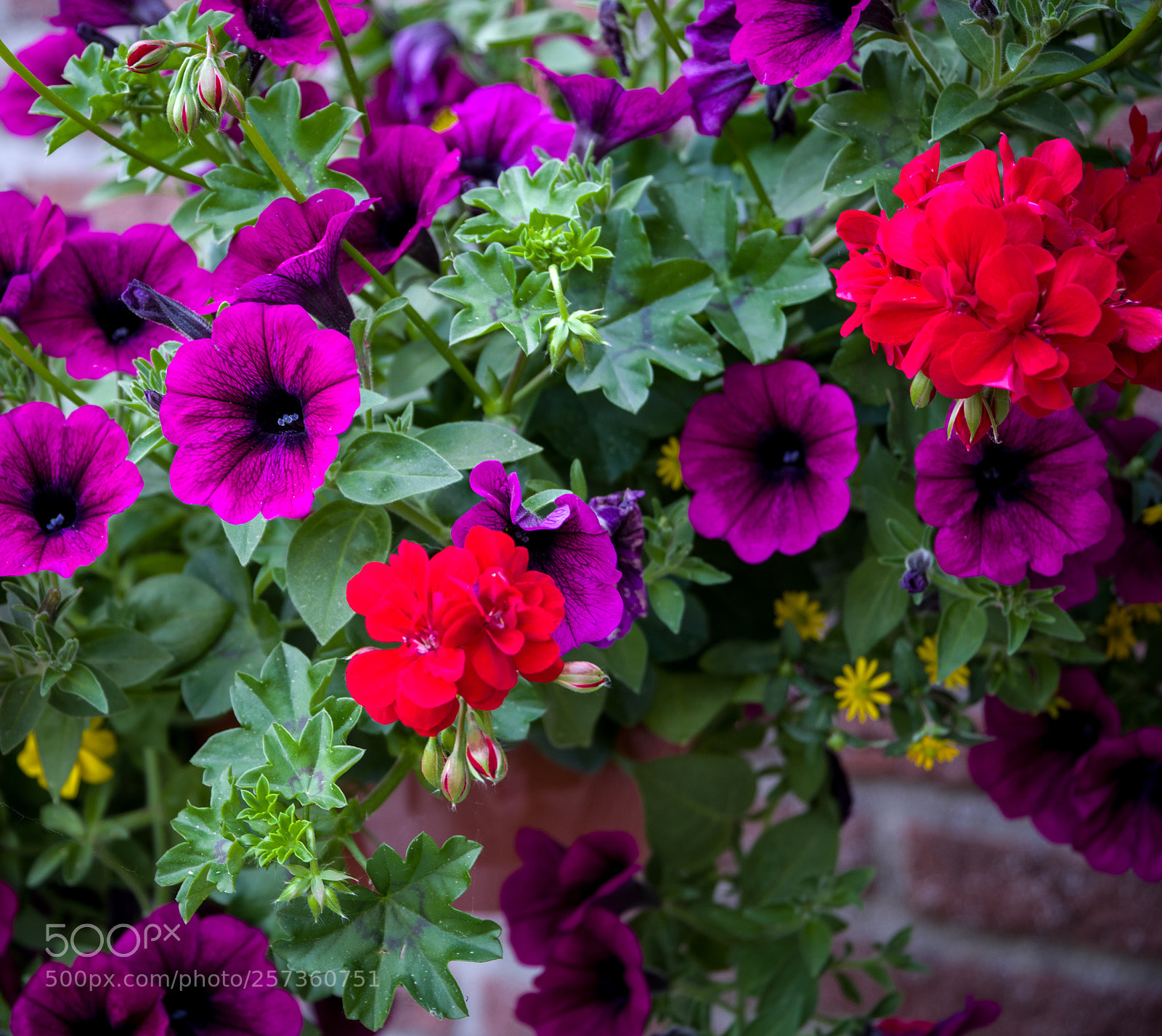 Pentax K-1 sample photo. Some garden flowers photography