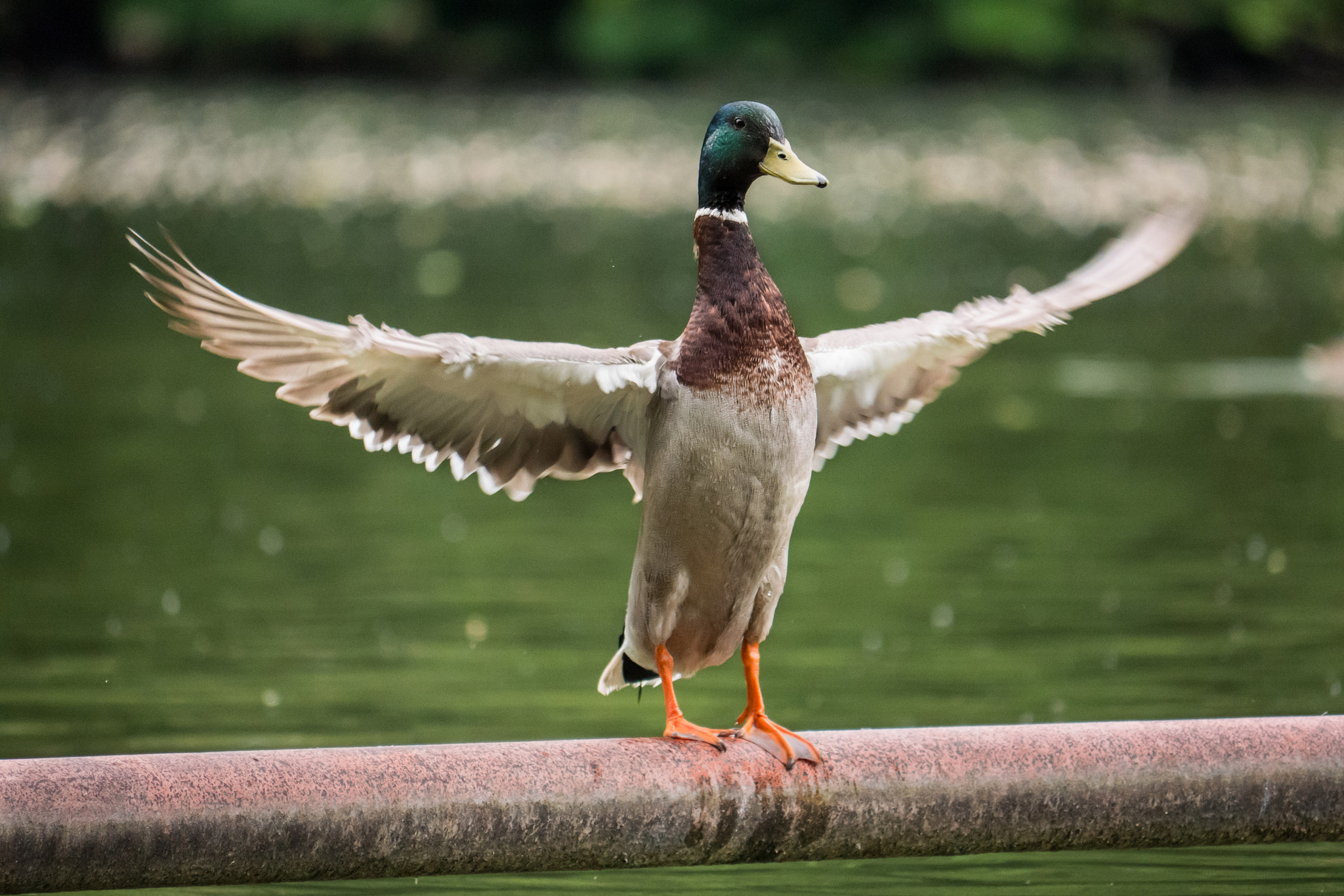 Panasonic Lumix DC-GX9 sample photo. C o n d u c t o r  ╳  d u c k photography