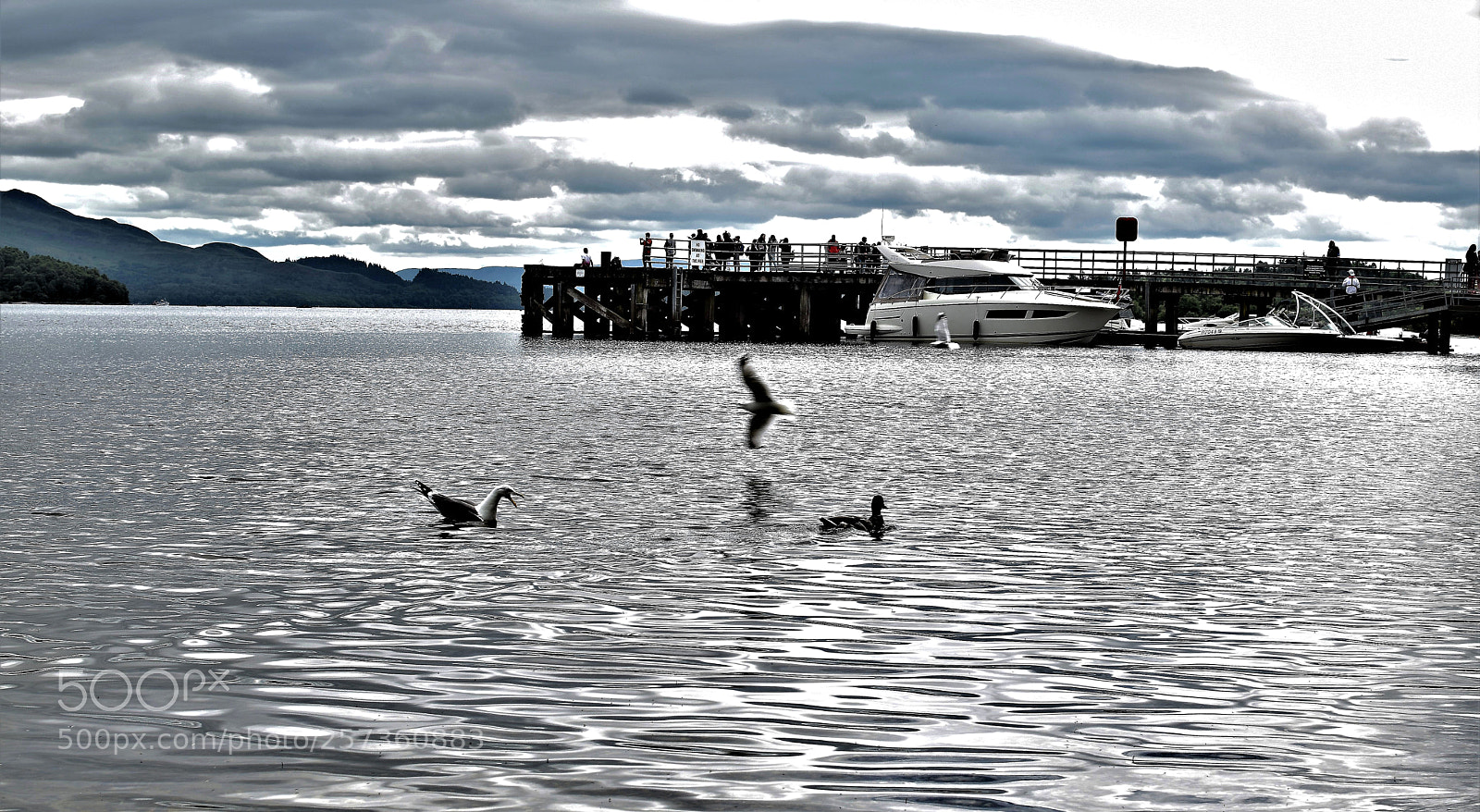 Nikon D5500 sample photo. Luss birds photography