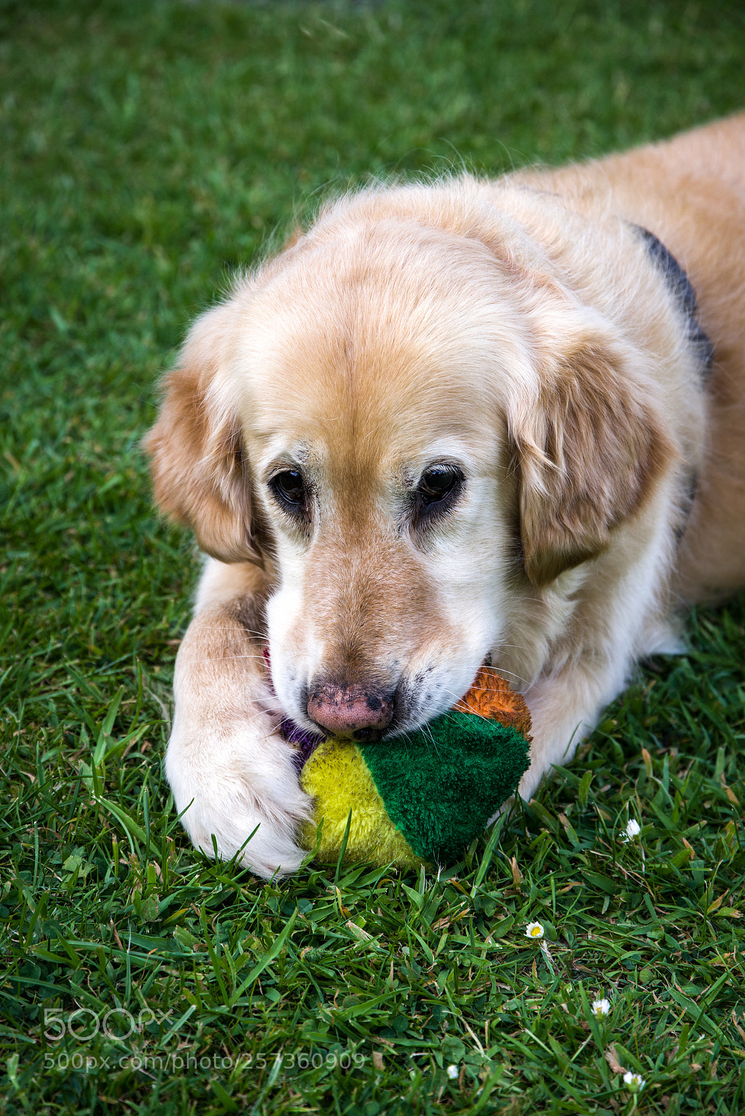 Pentax K-1 sample photo. Lina the dog photography