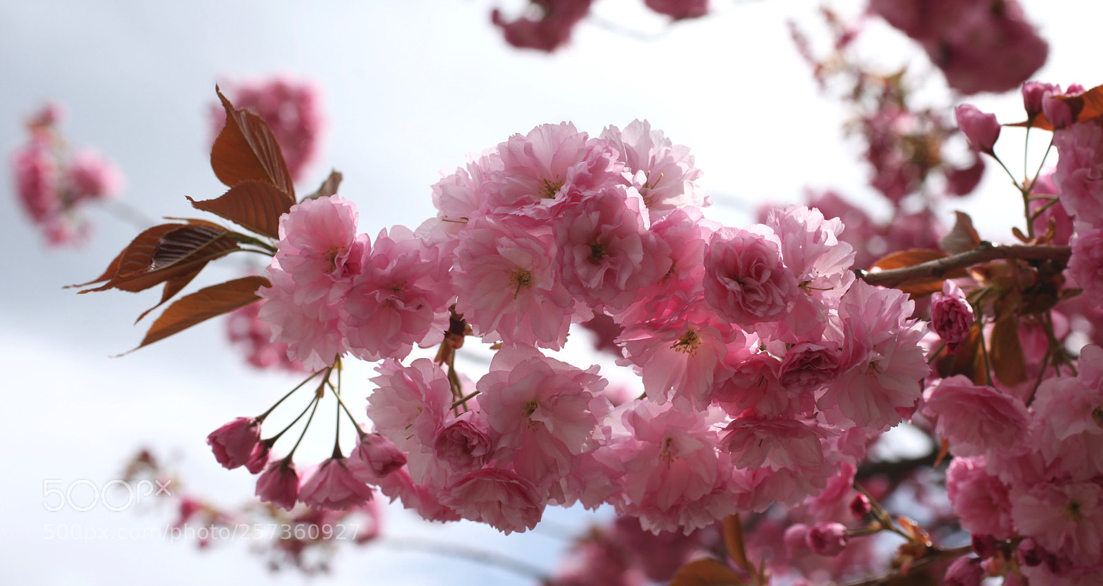 Canon EOS 5D Mark II sample photo. ❊❊❊ photography