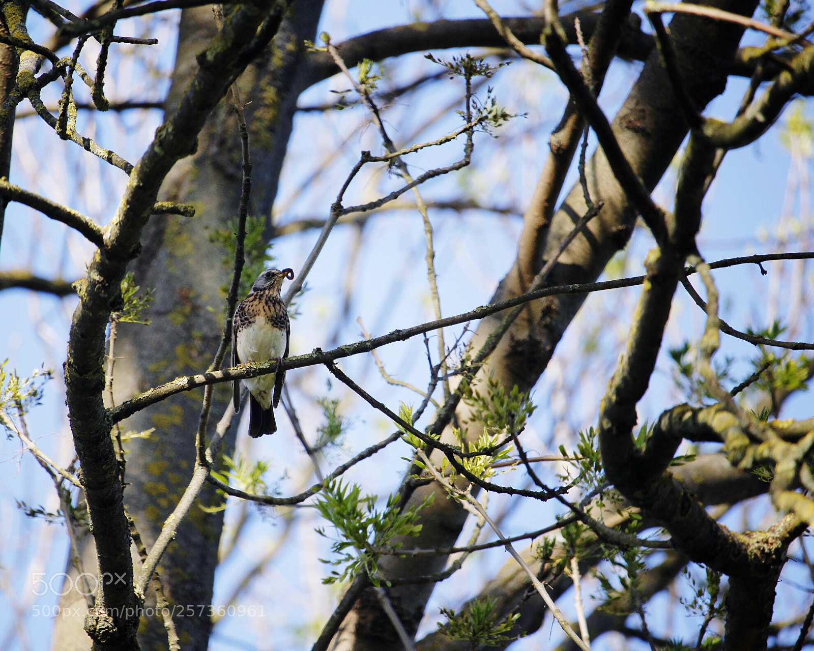 Canon EOS 500D (EOS Rebel T1i / EOS Kiss X3) sample photo. Bird view photography