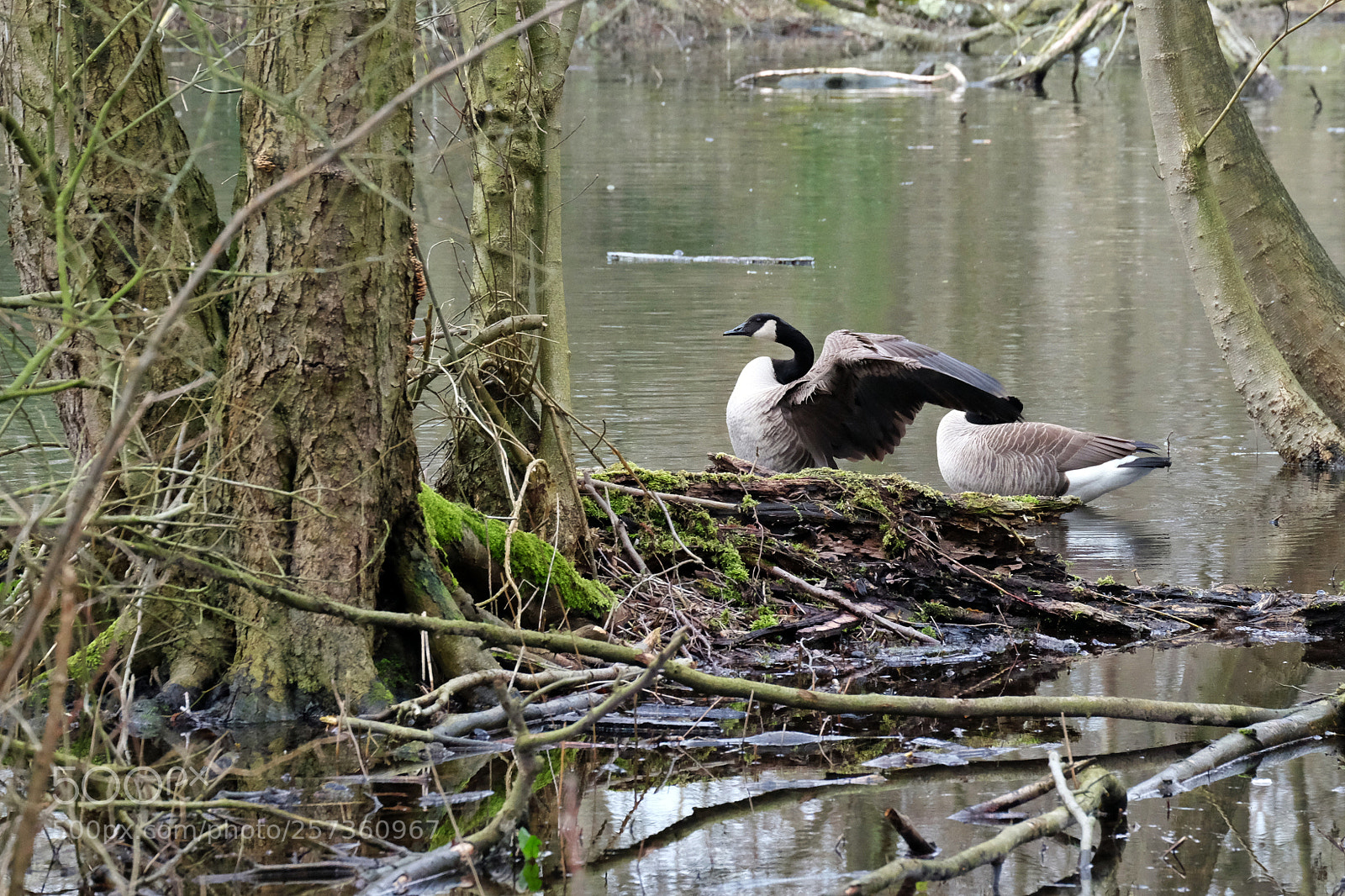 Fujifilm X-T10 sample photo. Canadian goose photography