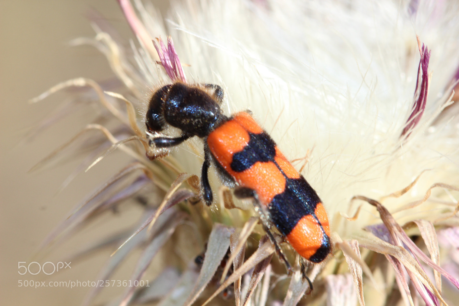 Canon EOS 600D (Rebel EOS T3i / EOS Kiss X5) sample photo. Beetle  photography