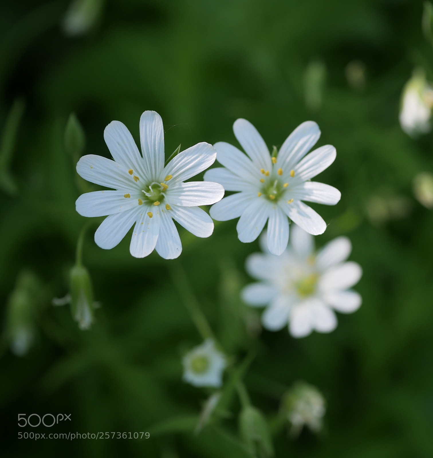 Panasonic Lumix DMC-GX85 (Lumix DMC-GX80 / Lumix DMC-GX7 Mark II) sample photo. Flower photography