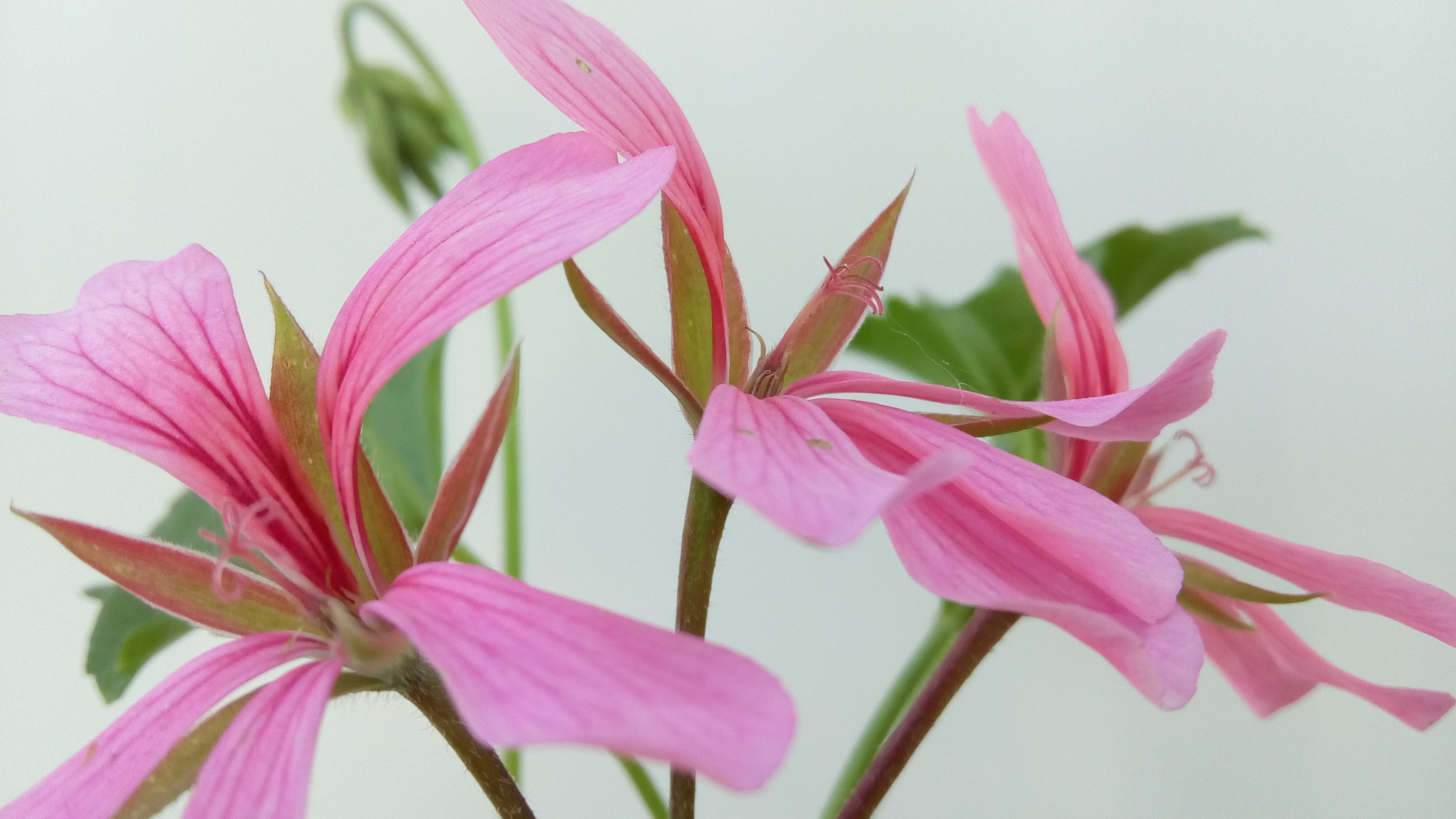 Lenovo VIBE K10 sample photo. Flower photography