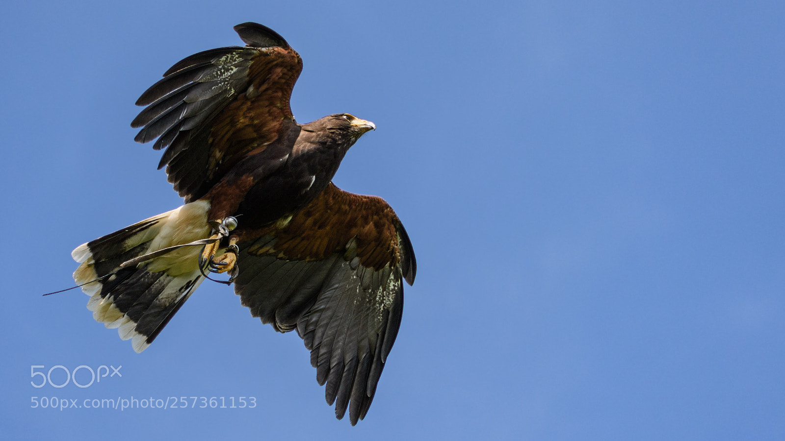 Nikon D7200 sample photo. Hawk photography