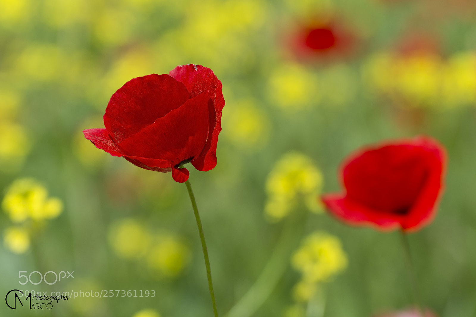 Nikon D5200 sample photo. Poppies () photography
